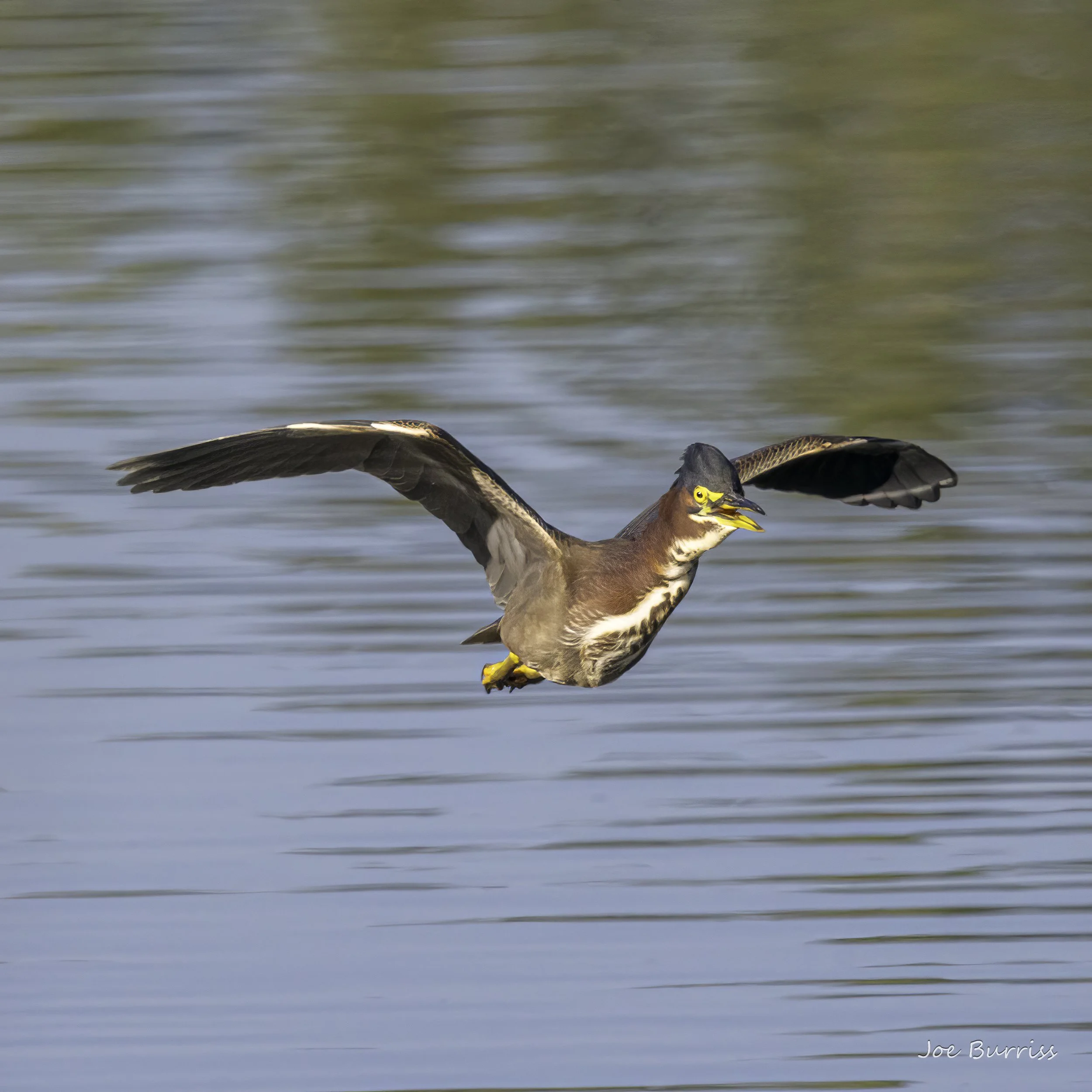 Green Heron