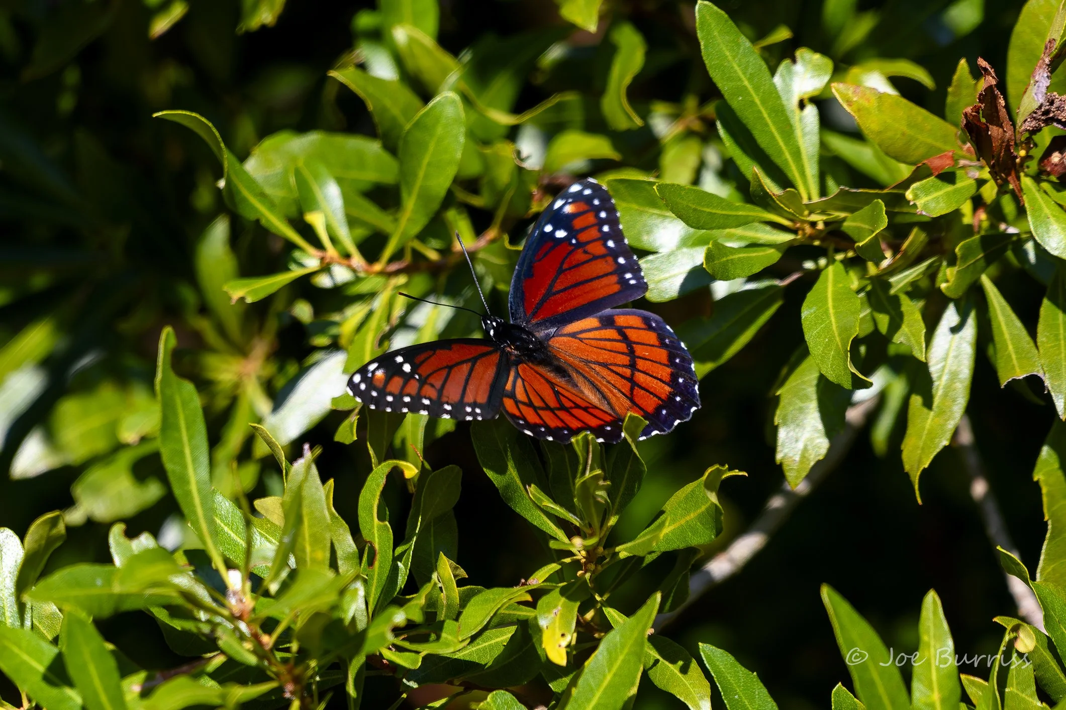 Florida Viceroy Butterfly