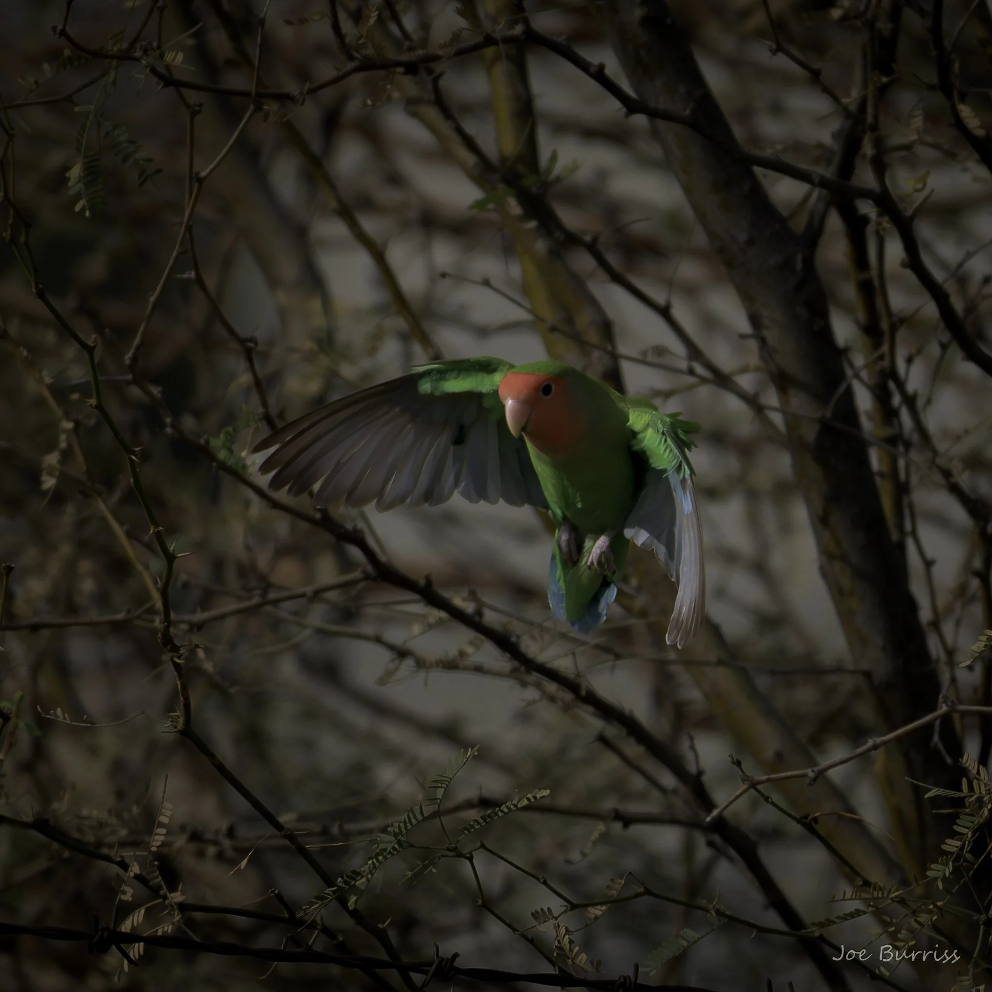 Love Bird