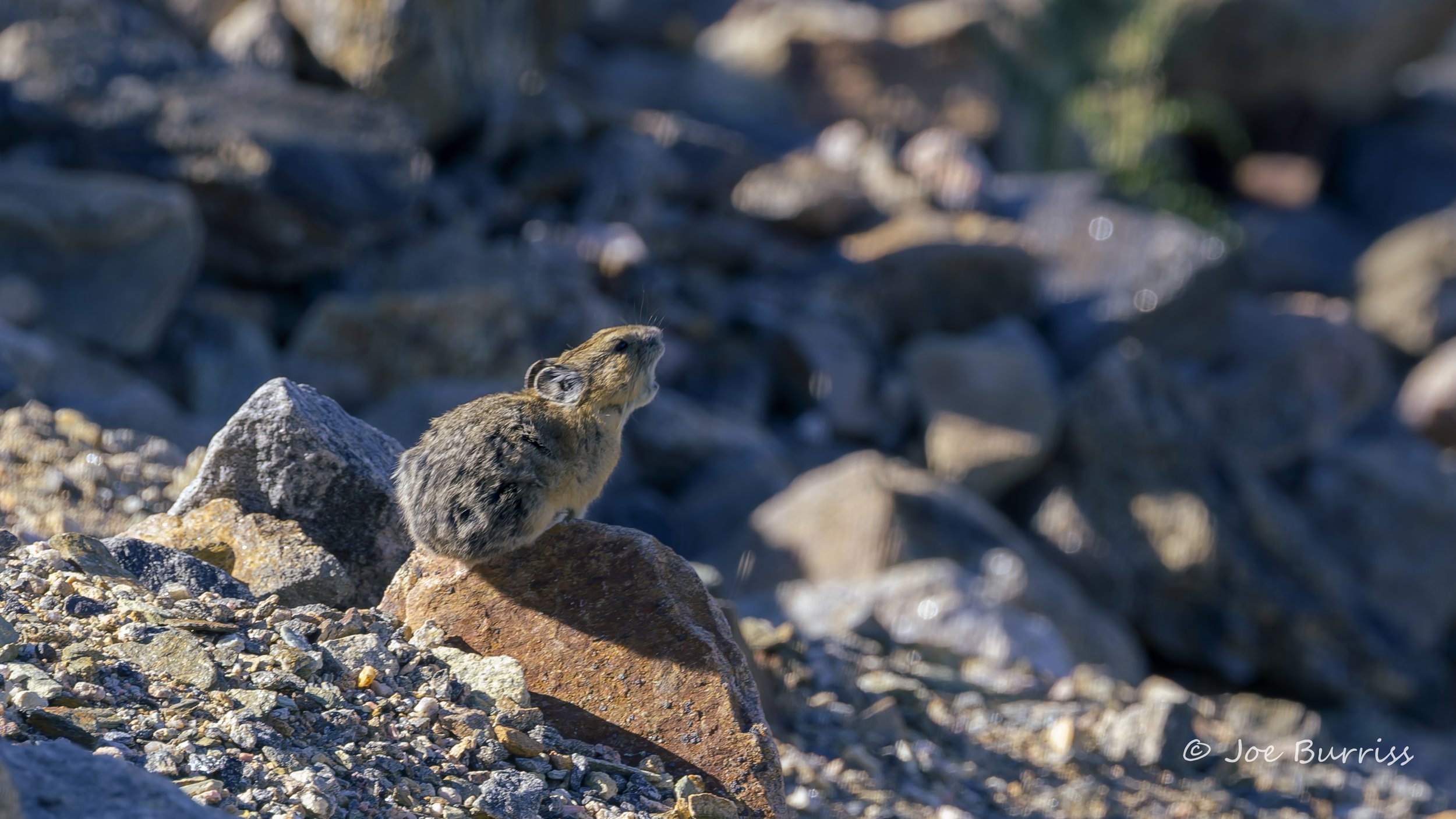 Rocky Mountain National Park calling Pika