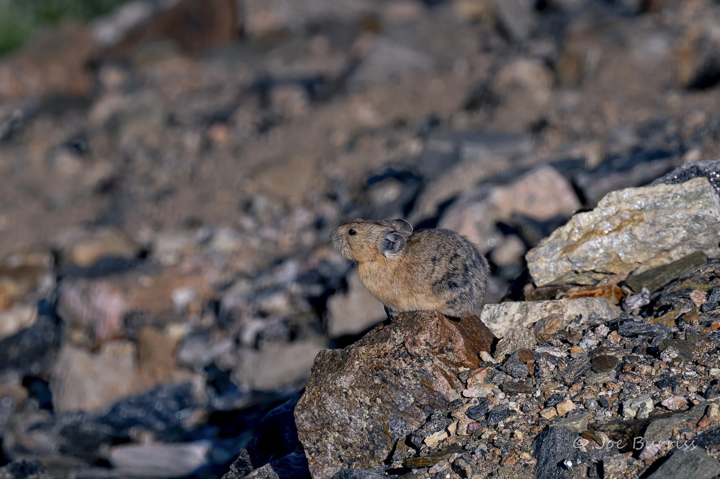 Rocky Mountain National Park Pika