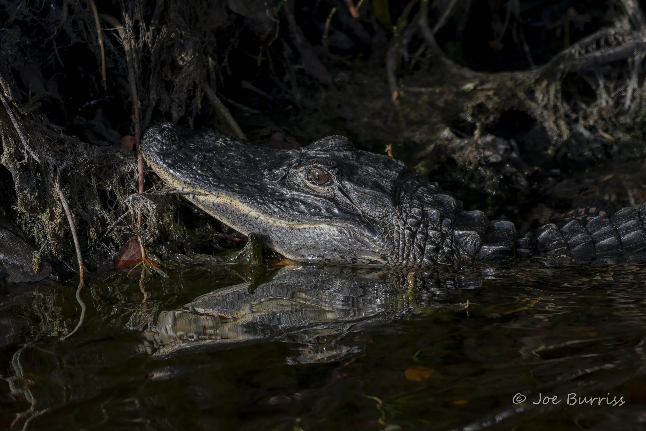 Florida Alligator