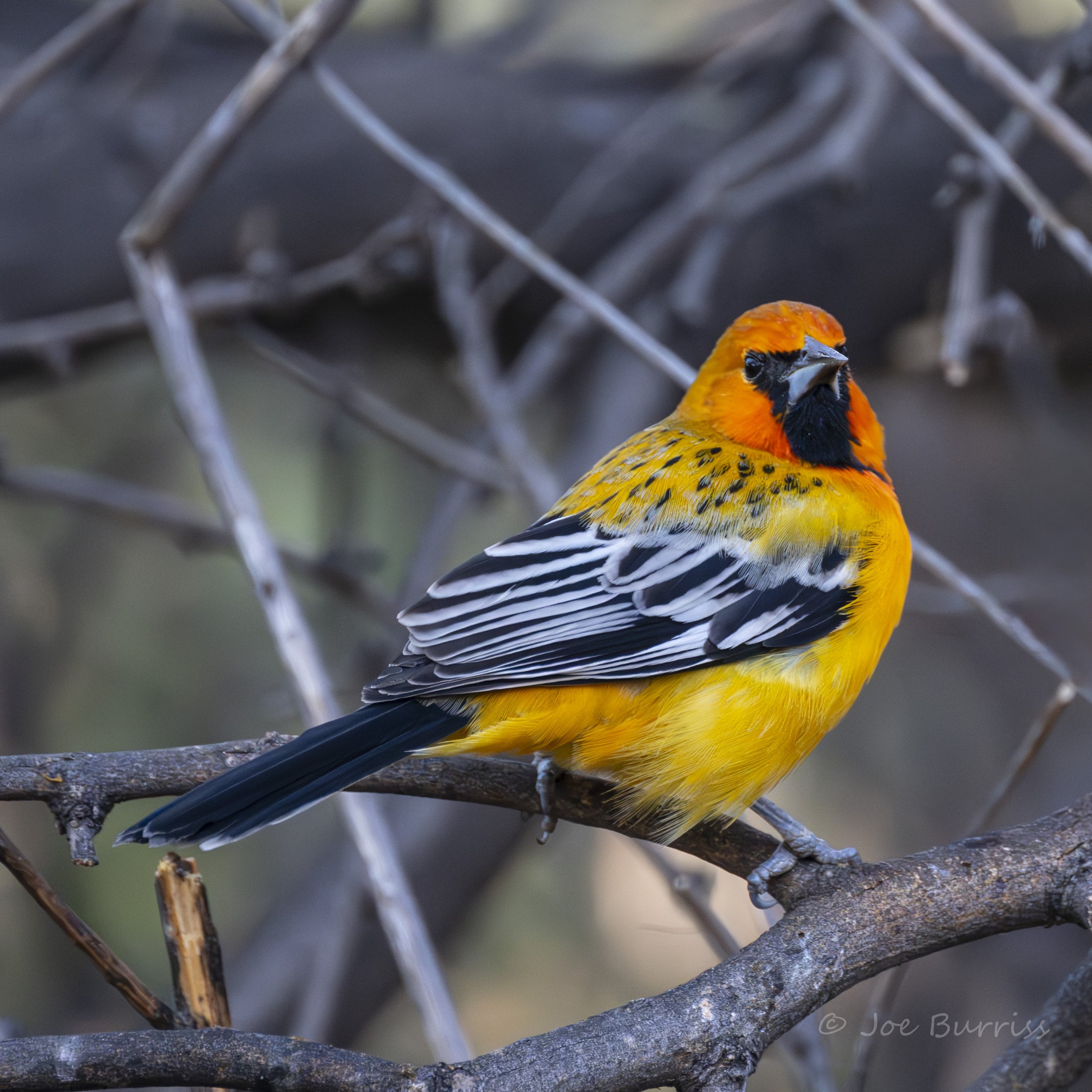 Streak Backed Oriole