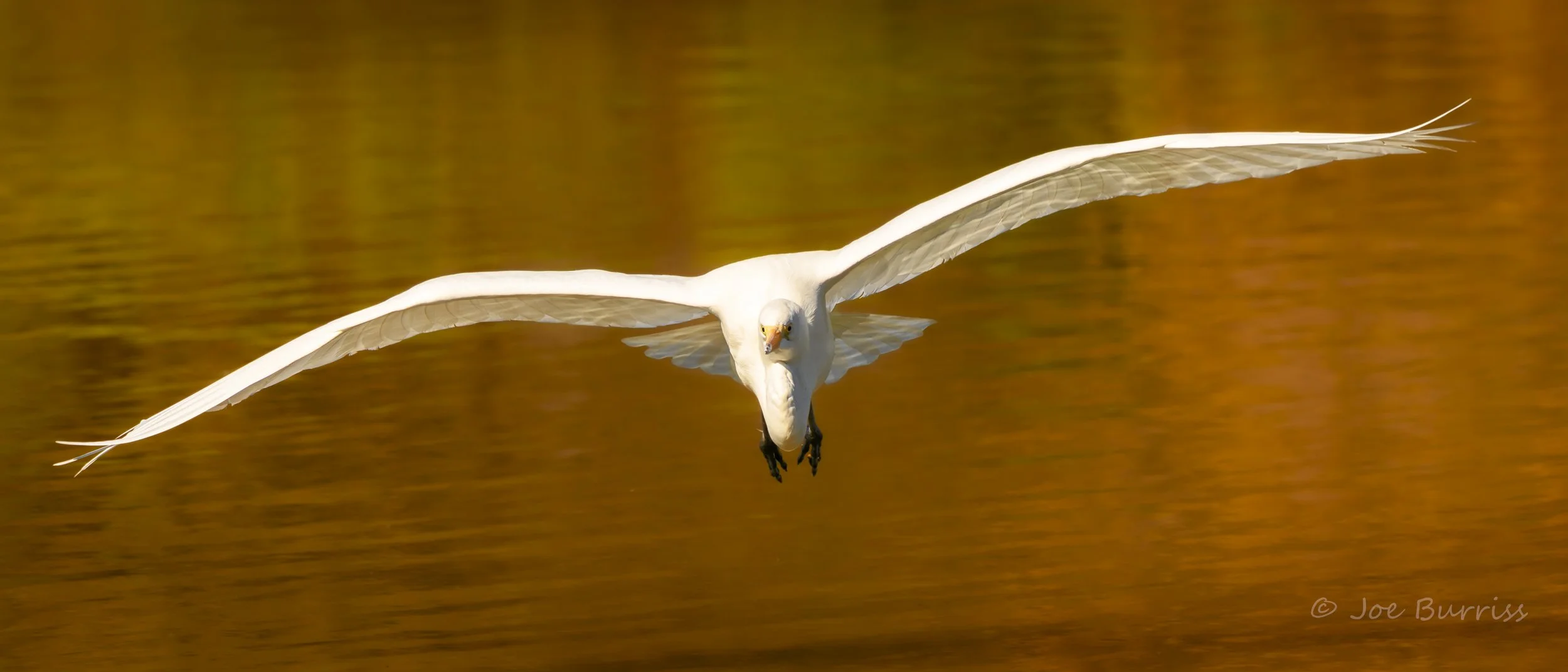 Great Egret