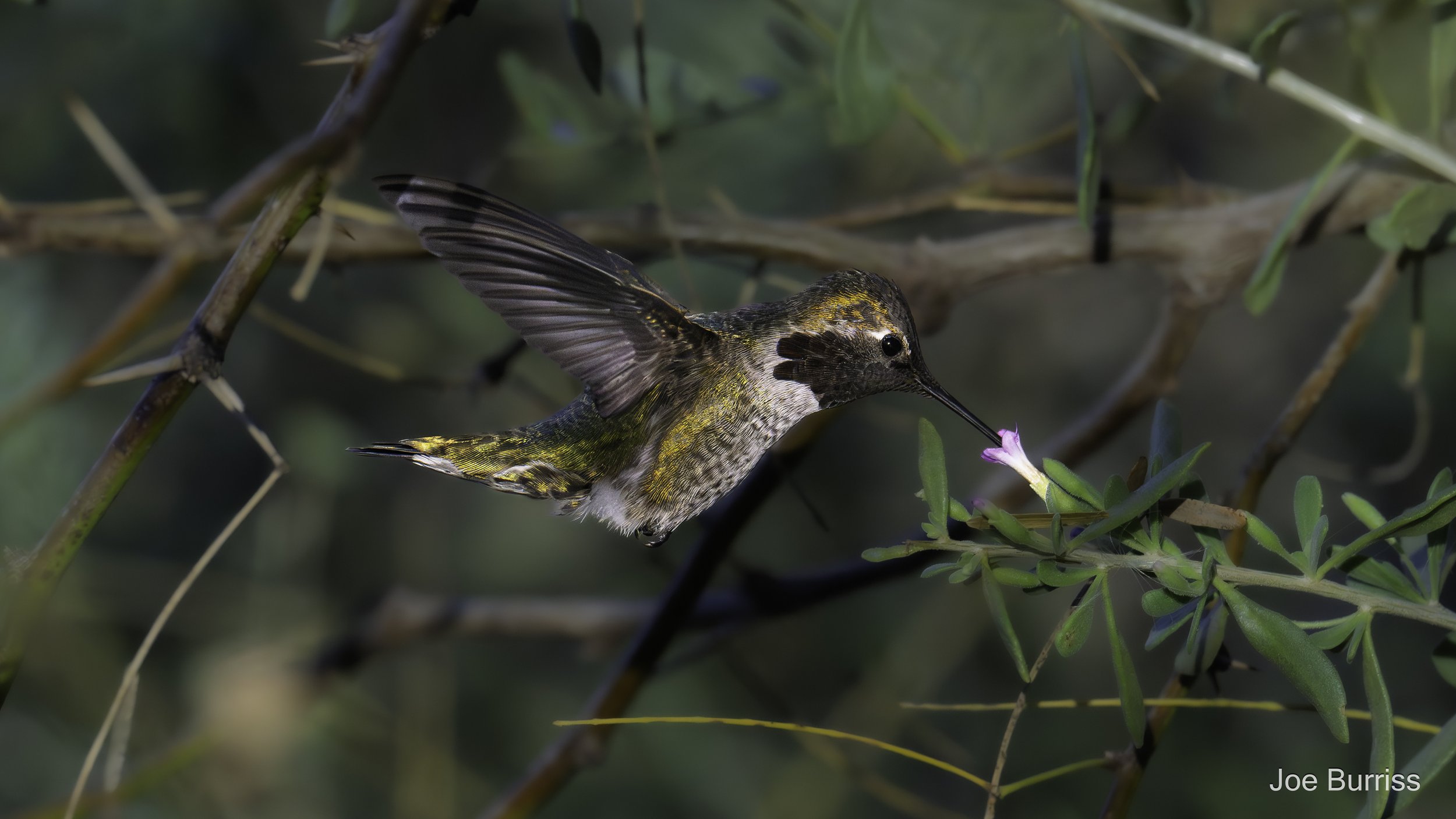 Hummingbird Eating Nectar