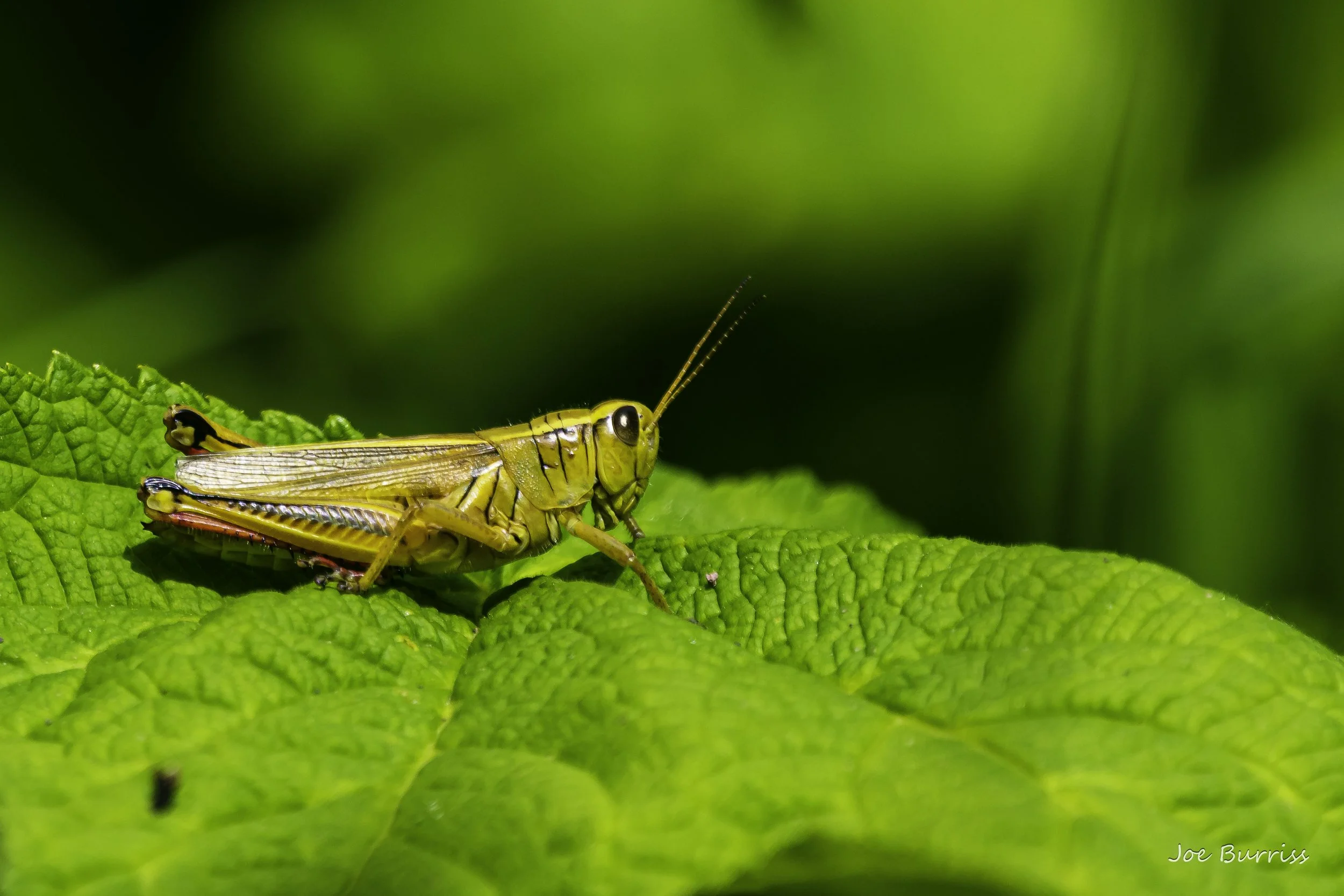 Michigan Short-Horned Grasshopper