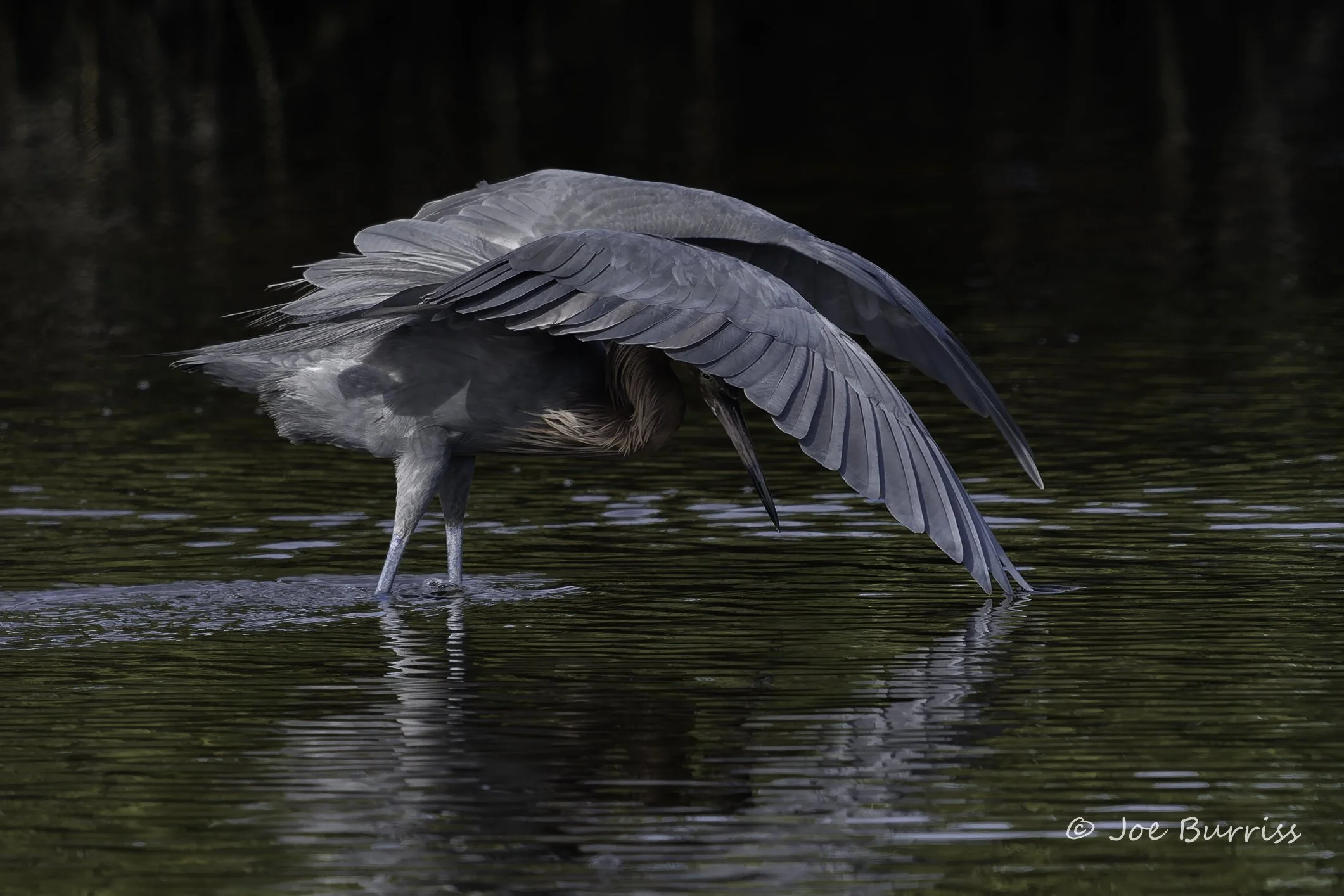 Reddish Egret Canopy Feeding