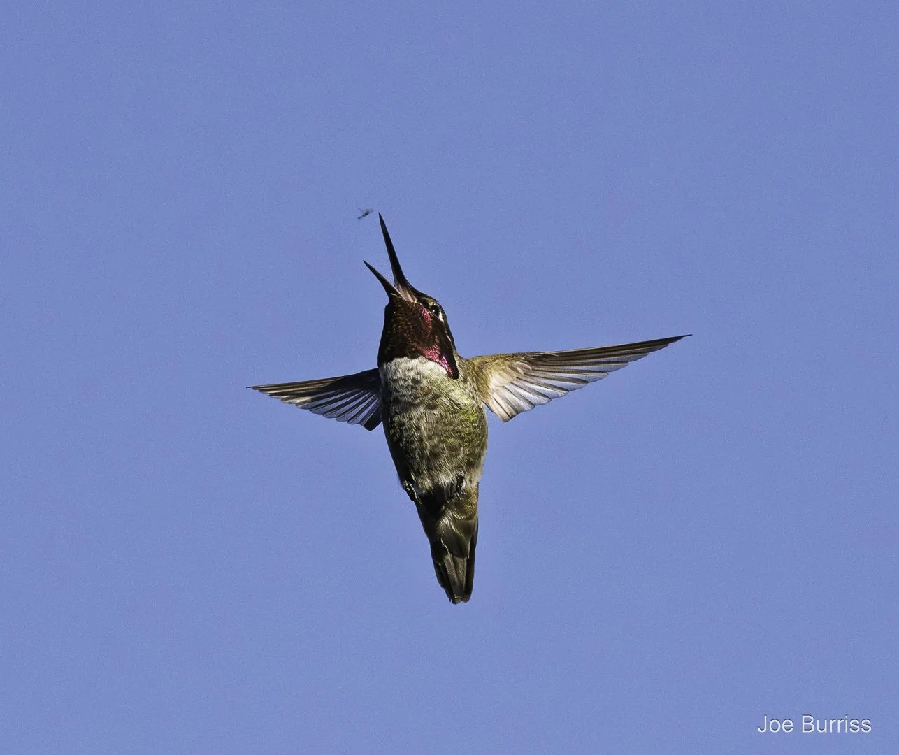 Hummingbird with Bug Snack