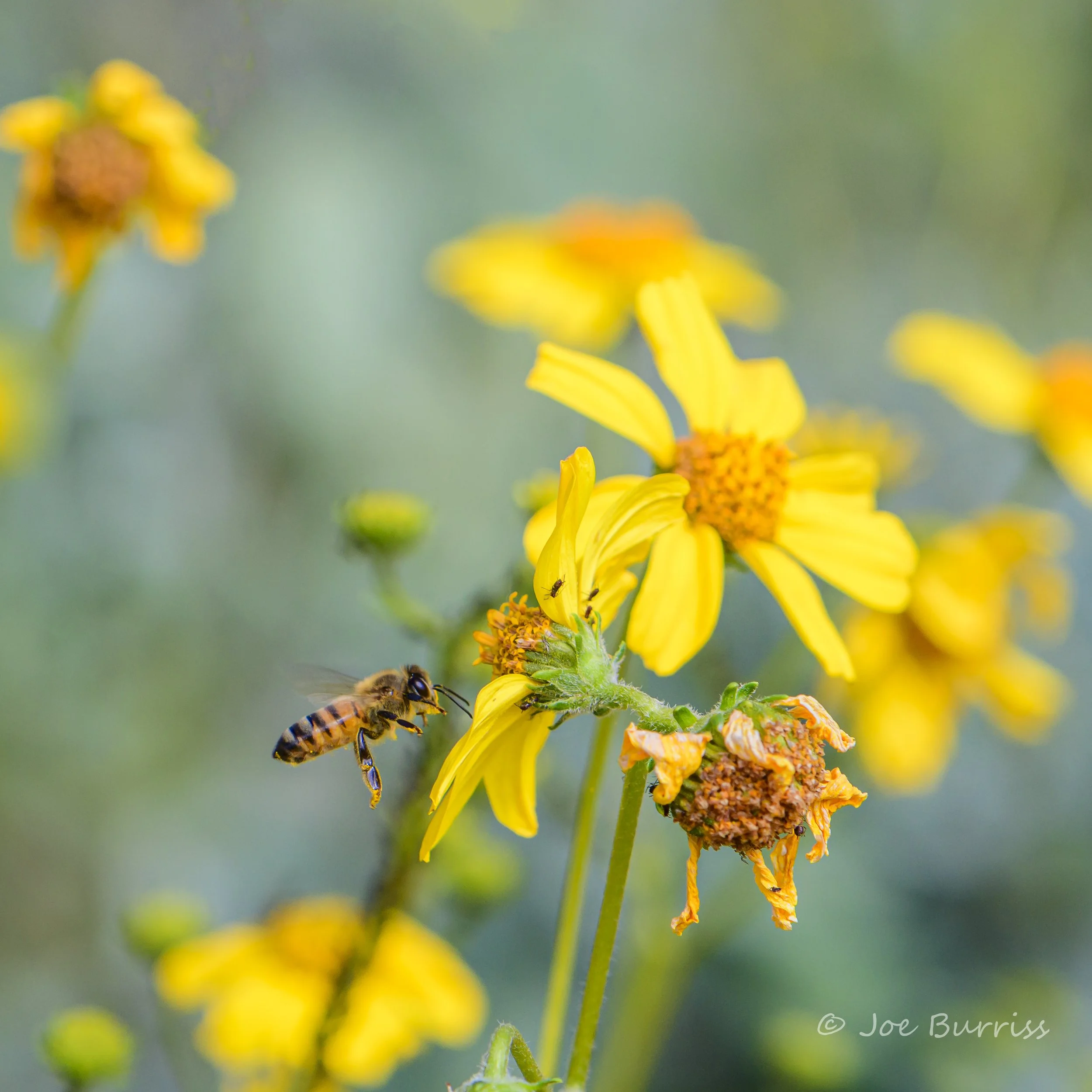 Super Bloom  Bee