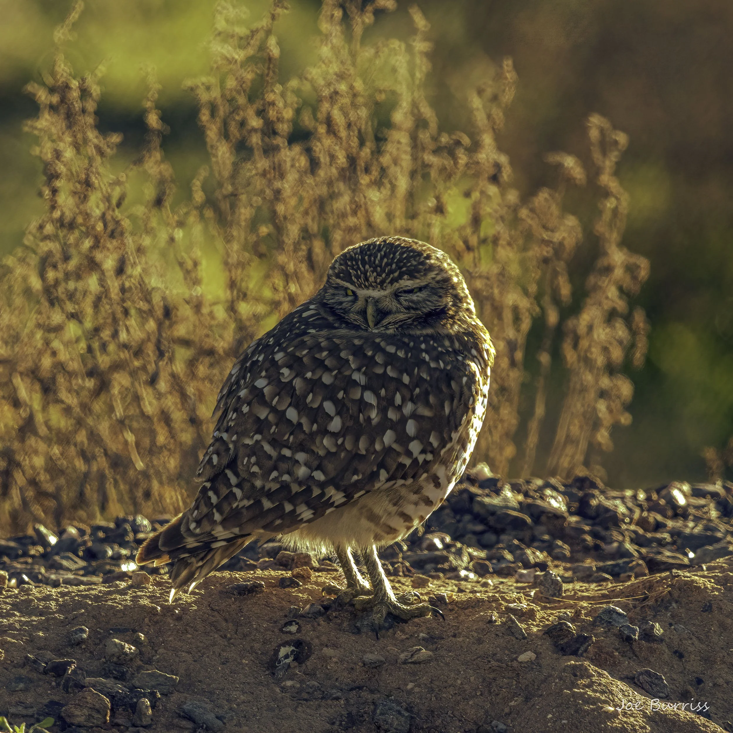 Burrowing Owl