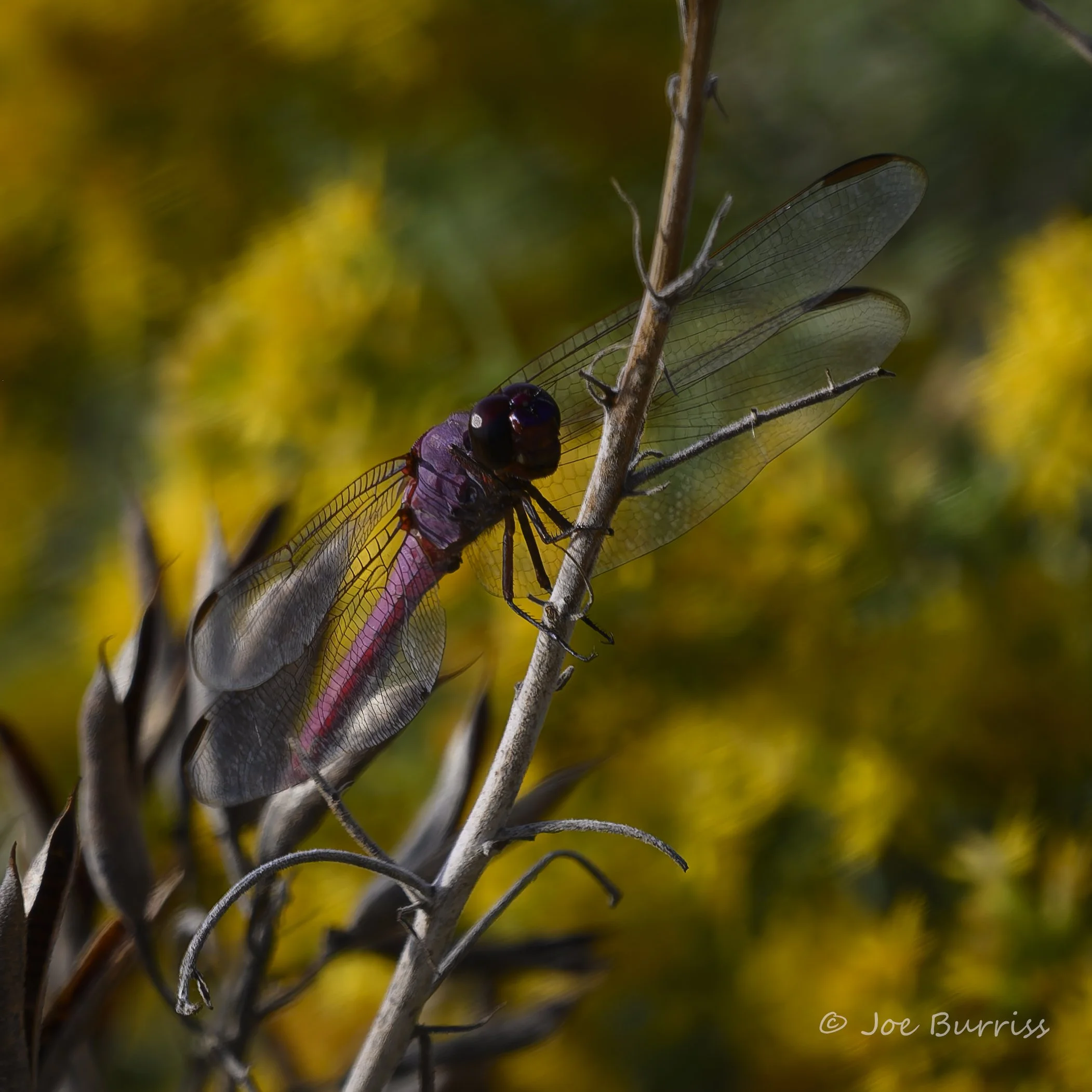 Violet Dropwing Dragonfly