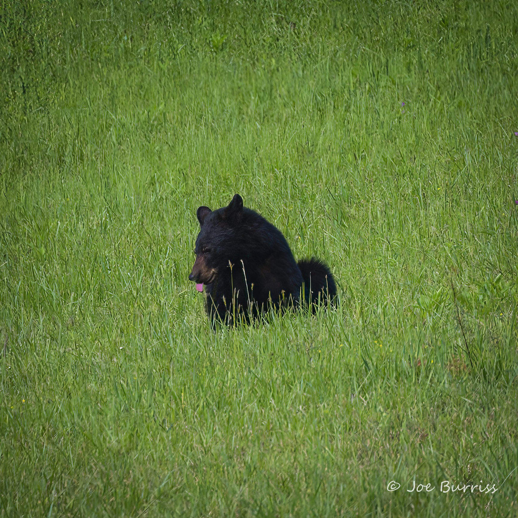 Black Bear