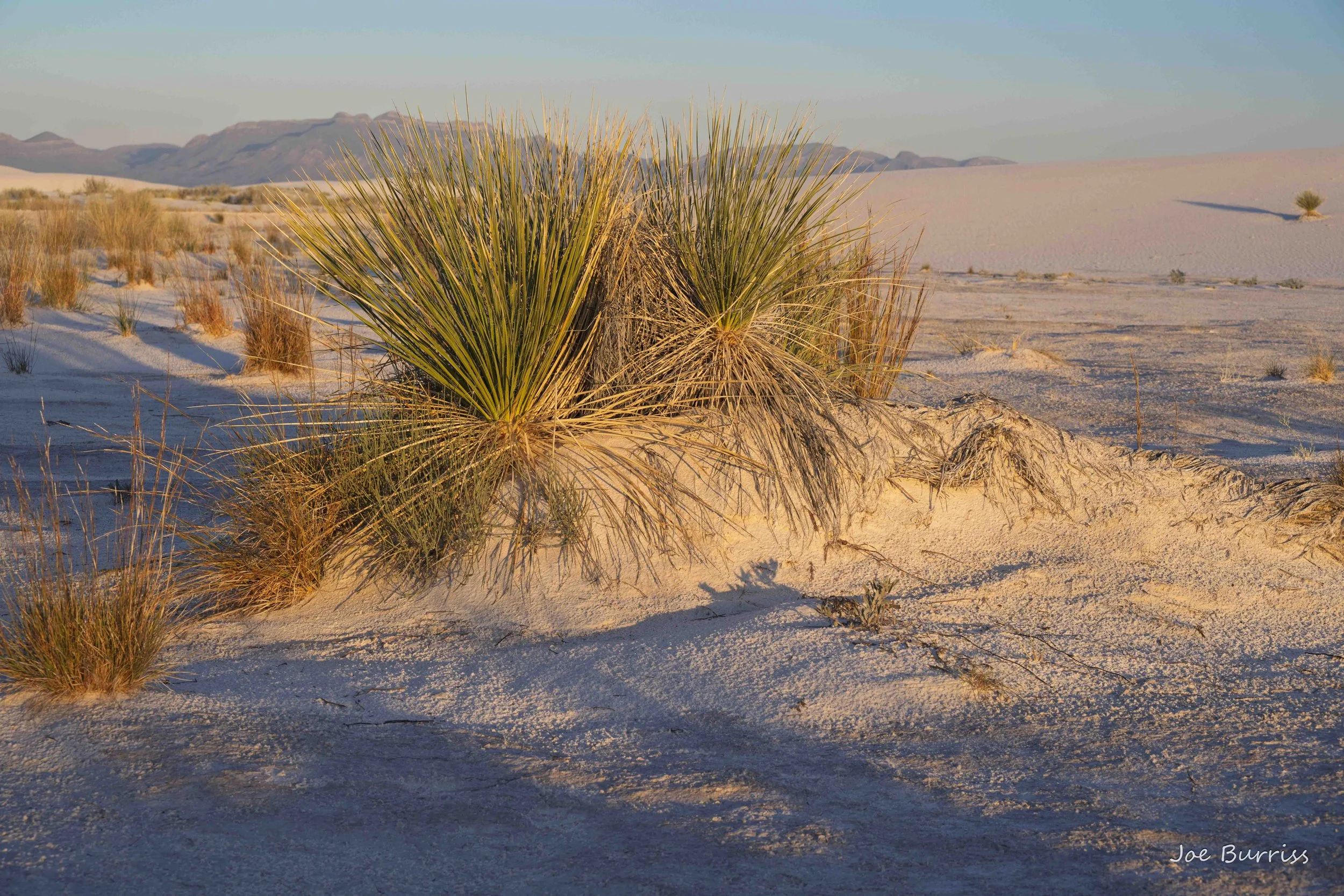 Desert Plants
