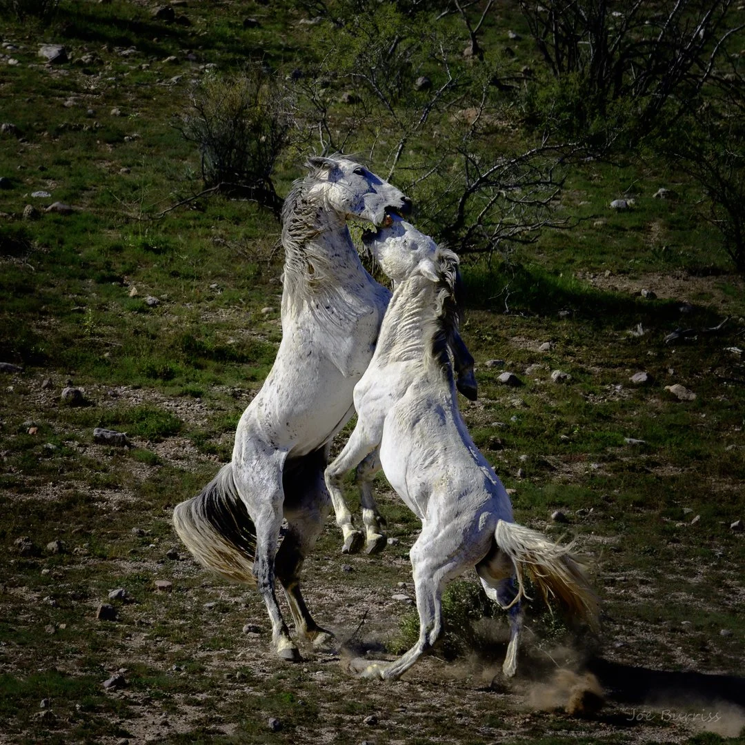 Arizona Salt River Wild Horse Disagreement-1459.jpg