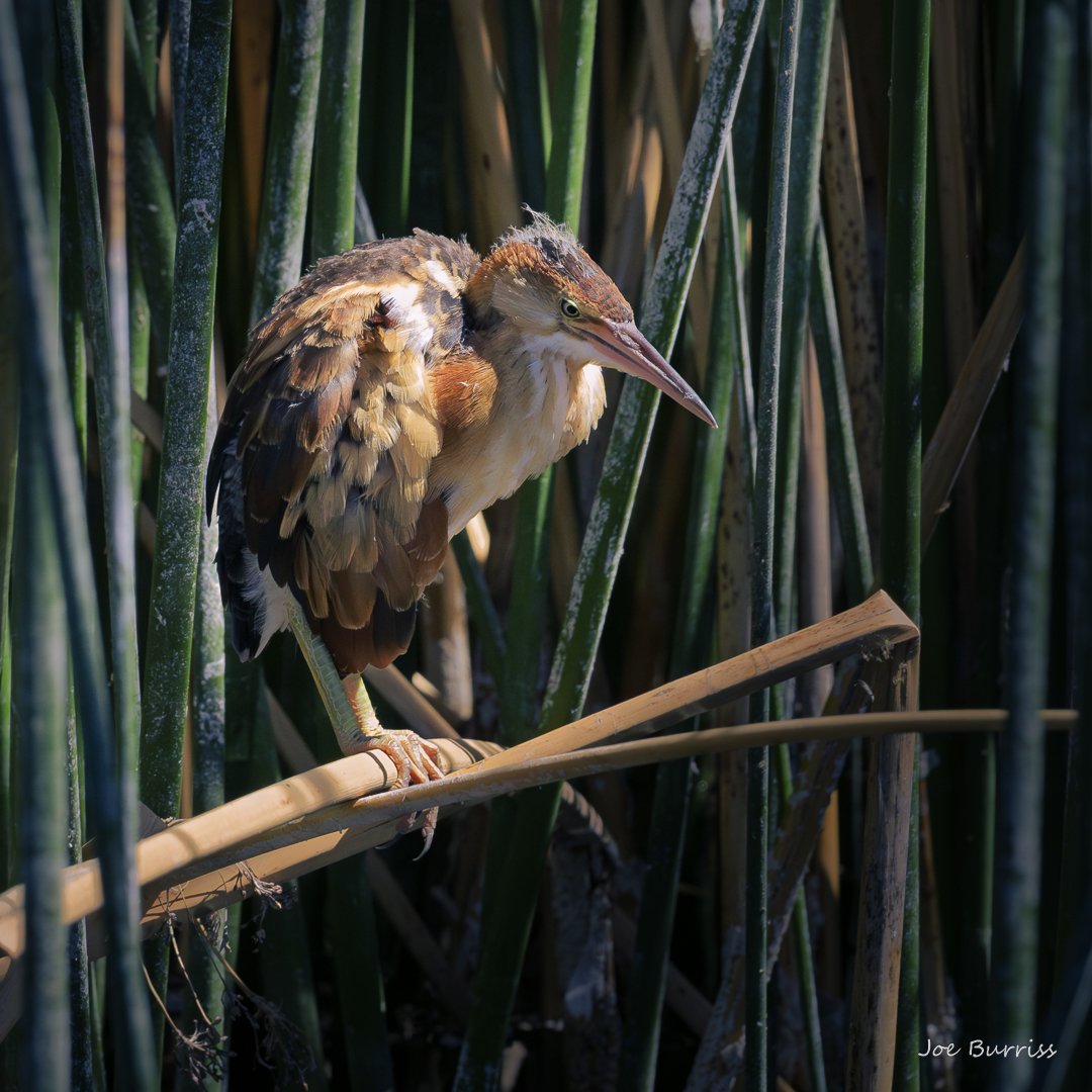 Least Bittern Chick