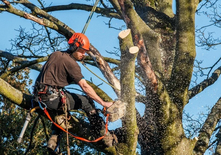 Tree Trimming.