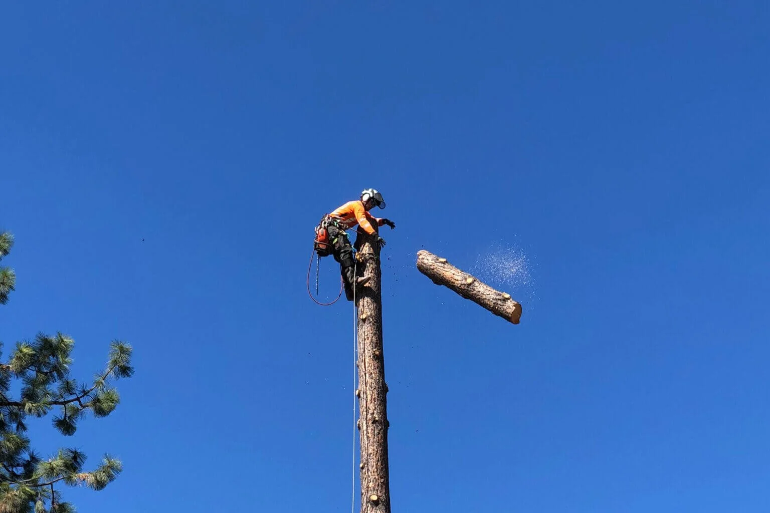 Tree Removal.