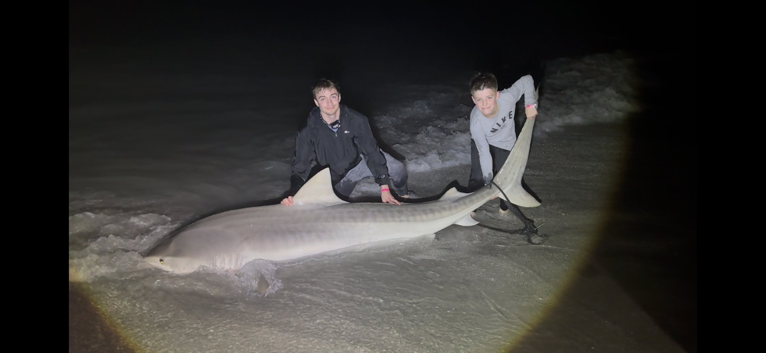 Tiger Shark Pic 1.jpg