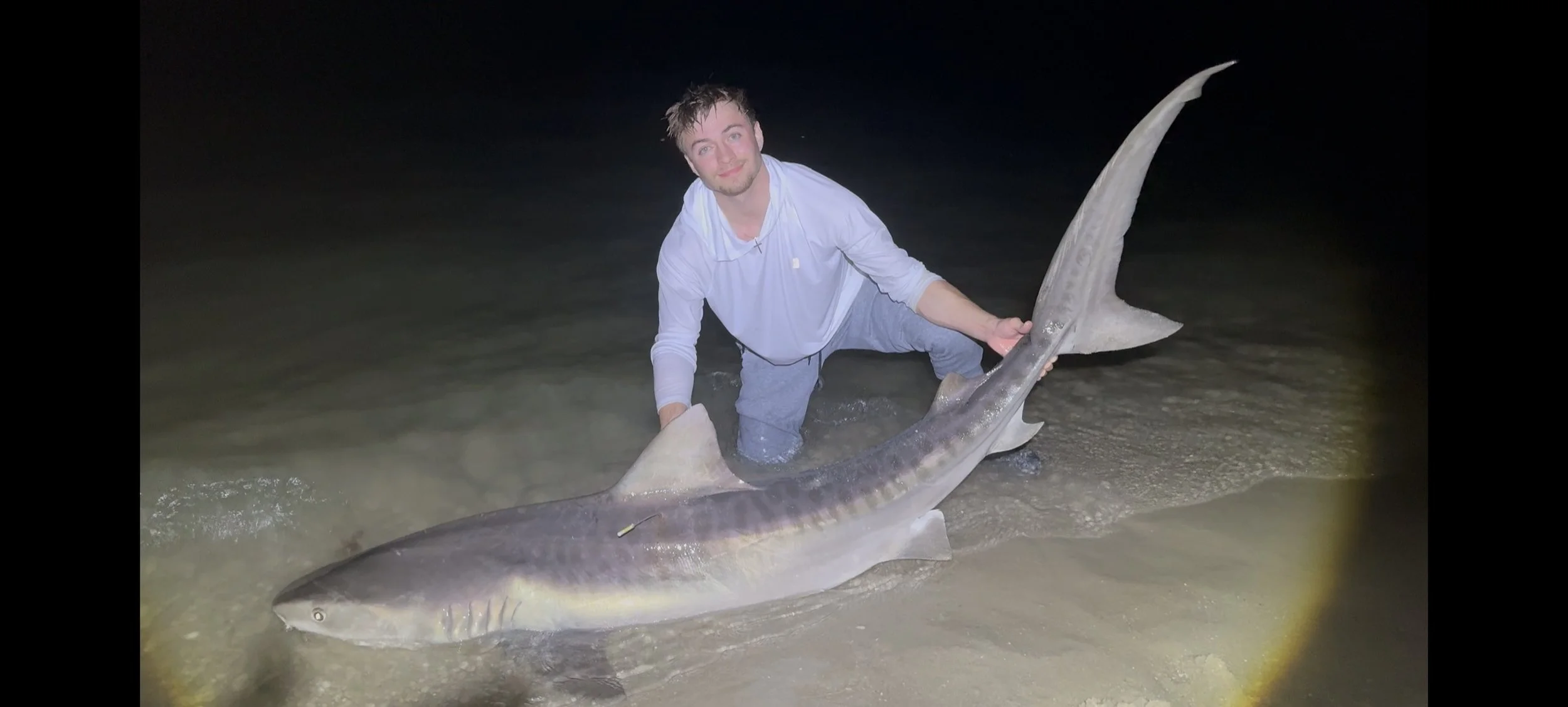 Tiger Shark.jpg