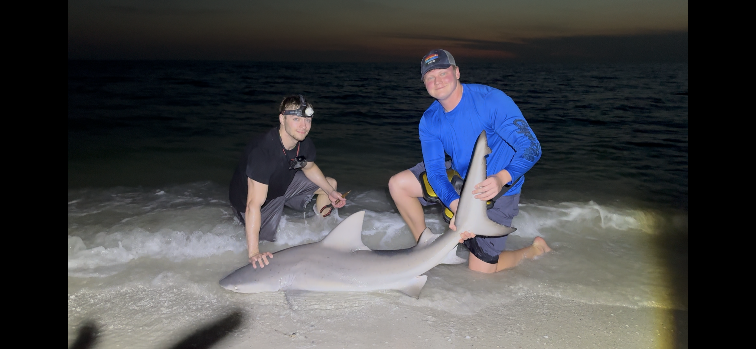 Small Bull Shark.PNG