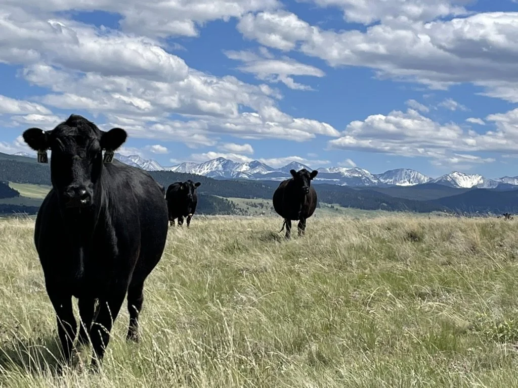 Three black cows standing in a grassy field with mountains and partly cloudy sky in the background.
