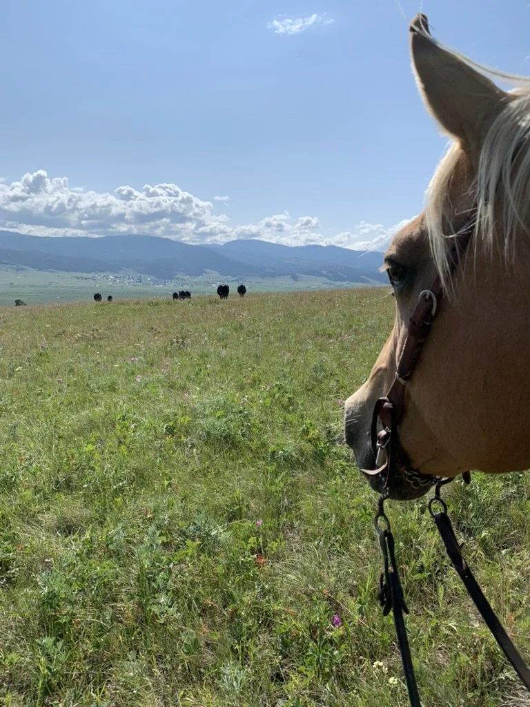 A close-up of a light-colored horse with a blonde mane facing right in a grassy field, with hills and a mostly cloudy sky in the background.