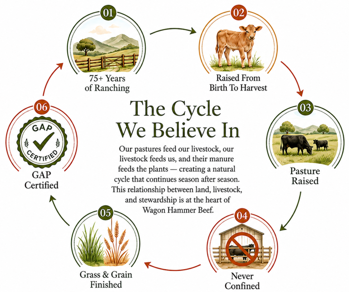 Infographic illustrating the cycle of Wagon Hammer Beef, starting with 75+ years of ranching, followed by cattle raised from birth to harvest, pasture raised, never confined, grass and grain finished, and GAP certified, emphasizing sustainable and humane practices.