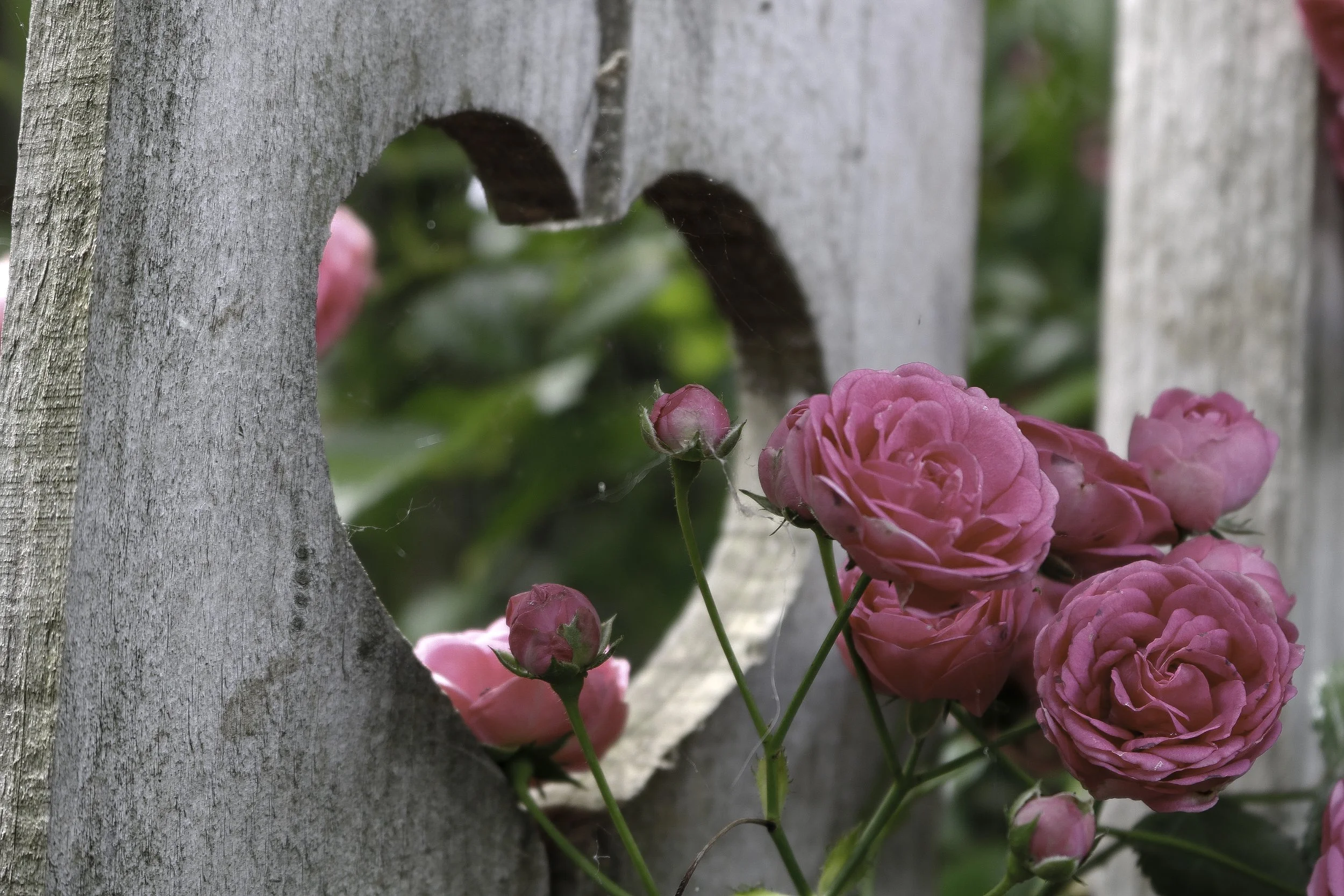 'Through the Heart'