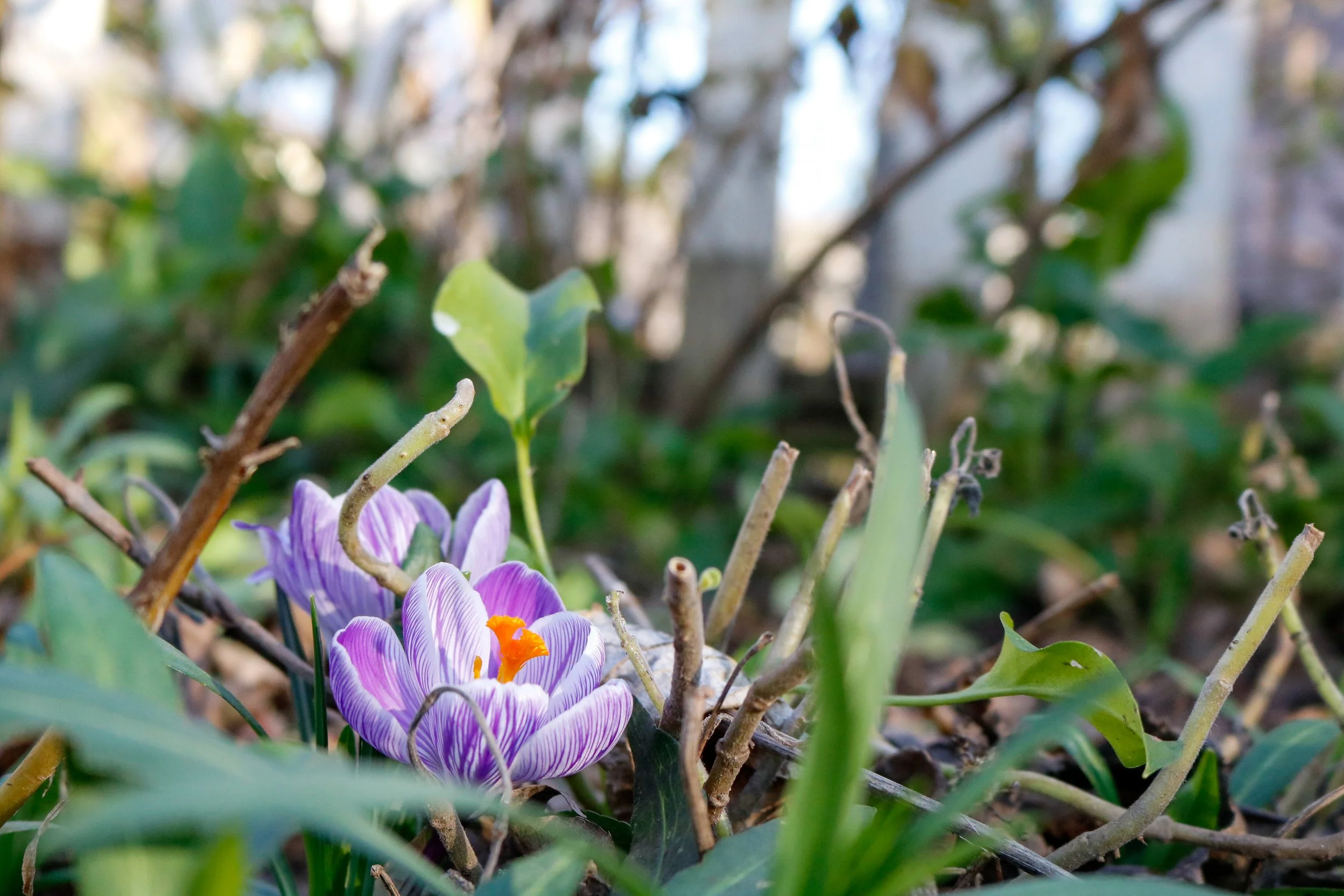 'Hidden Purple'