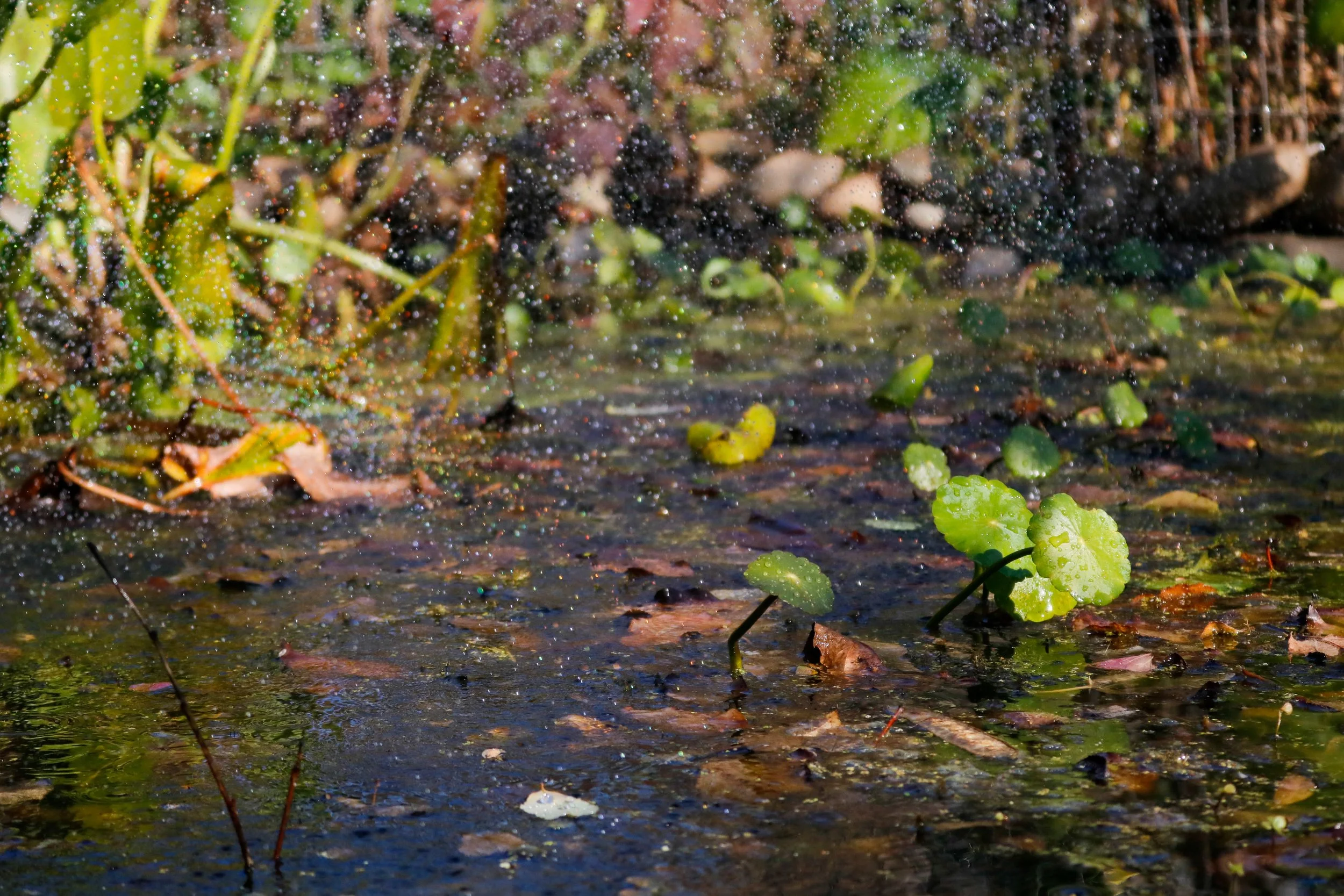'Pond Sprinkler'