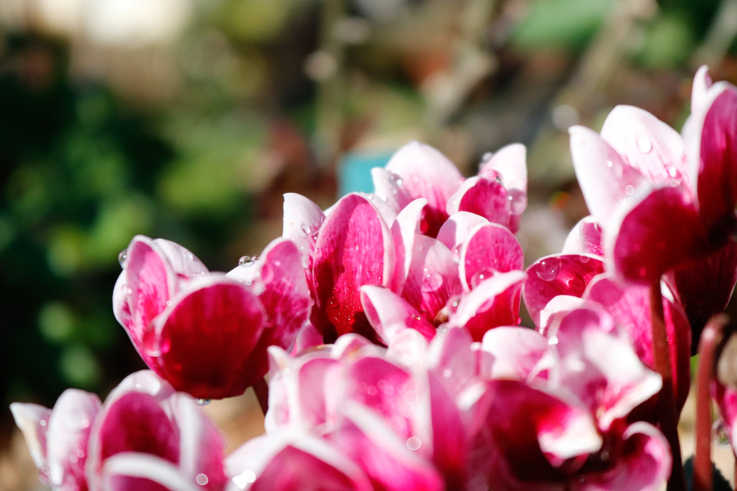 'Little Cups'
