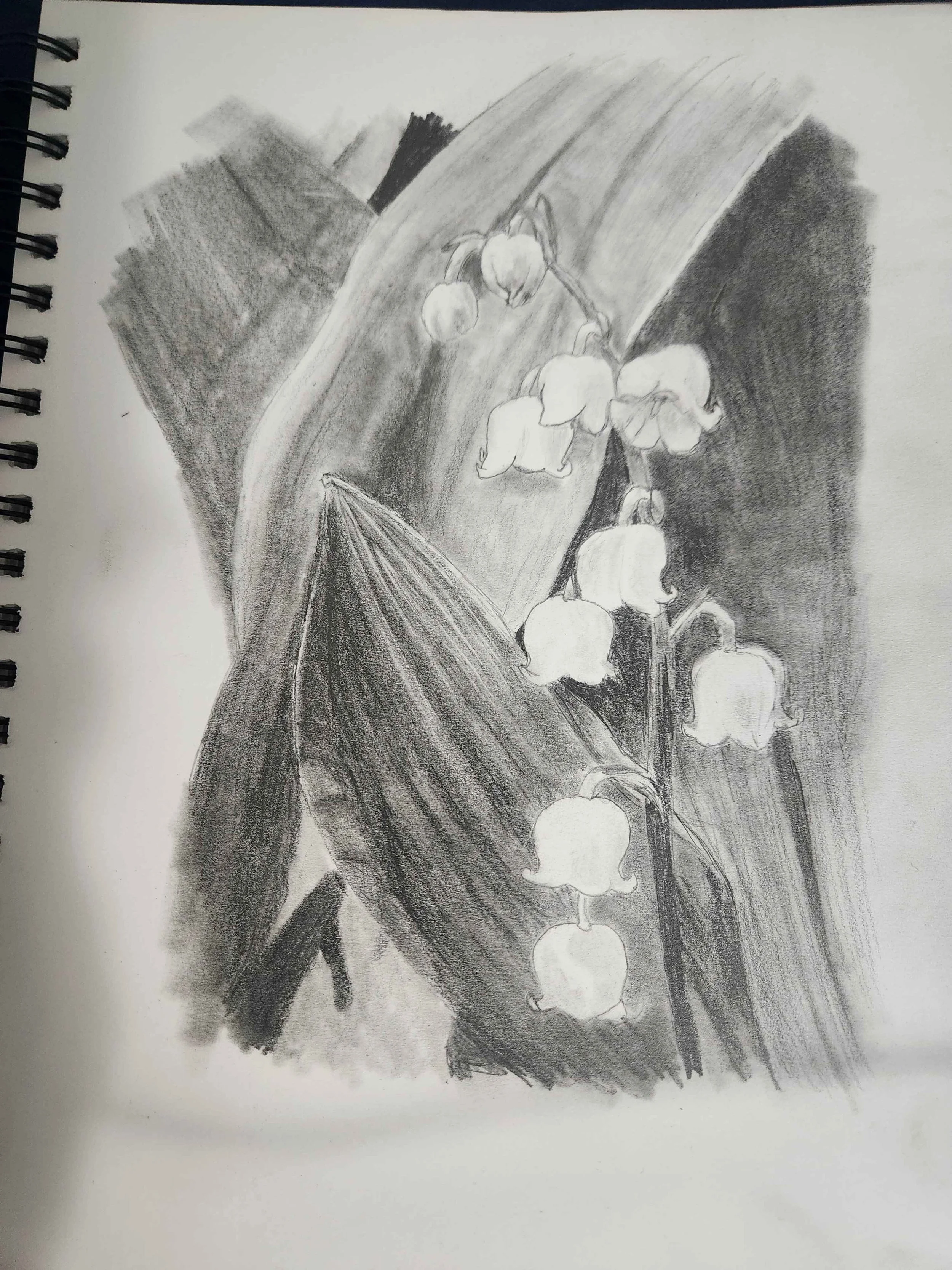 'Shade Study' - Graphite