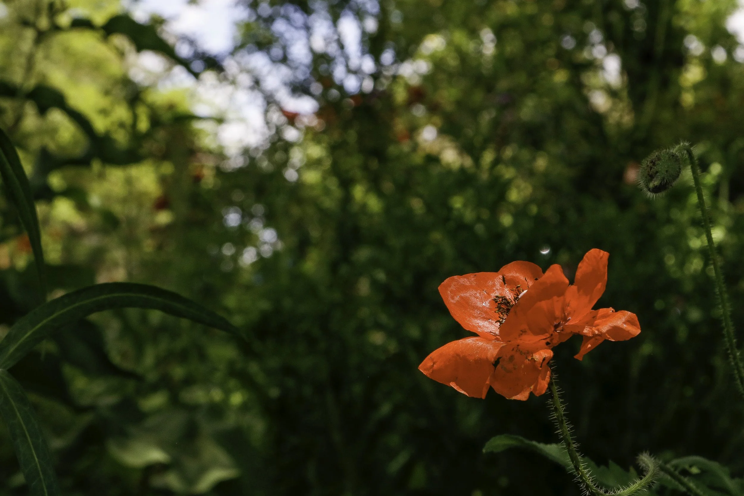 'Red Drop'