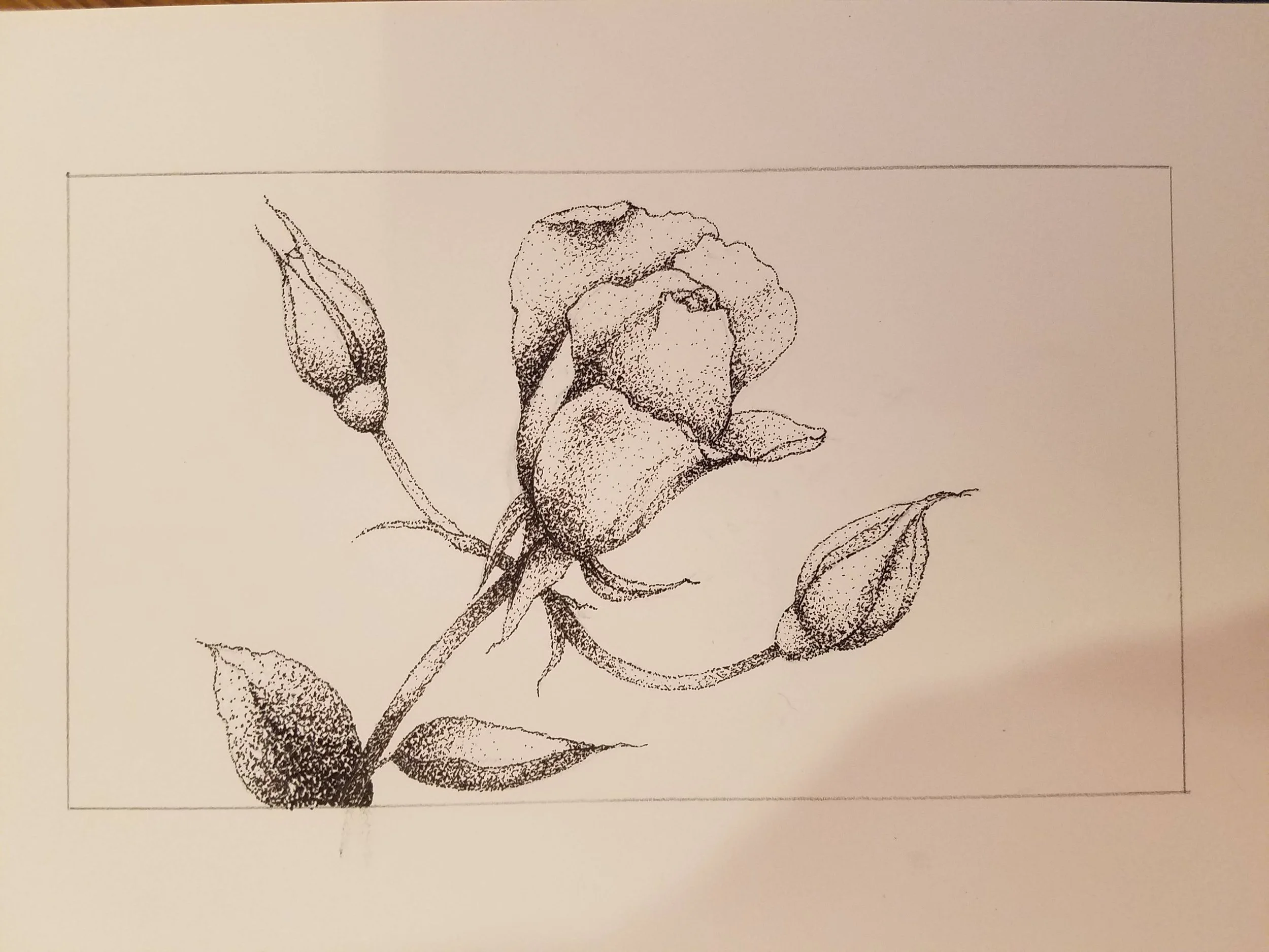 'Stippled Rose' - Ink