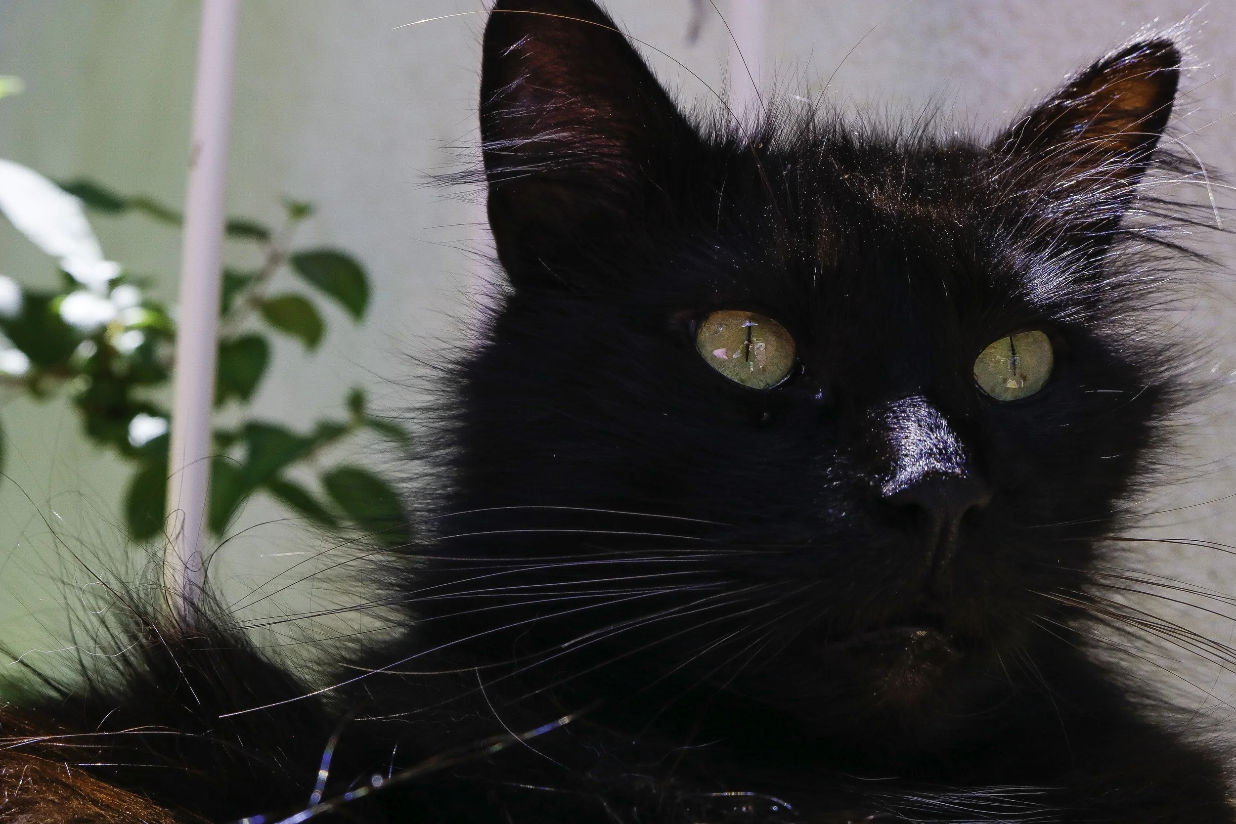 'King's Gaze'
