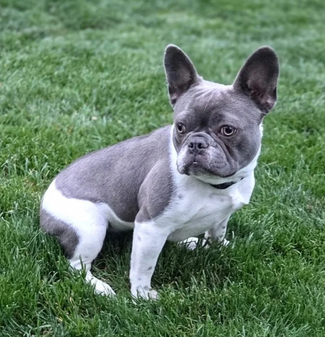A French Bulldog sitting on grass in an outdoor setting.