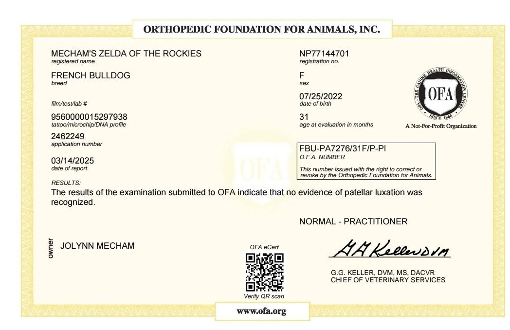 Veterinary report for a French Bulldog named Mecham's Zelda of the Rockies, indicating no evidence of patellar luxation, issued by the Orthopedic Foundation for Animals.