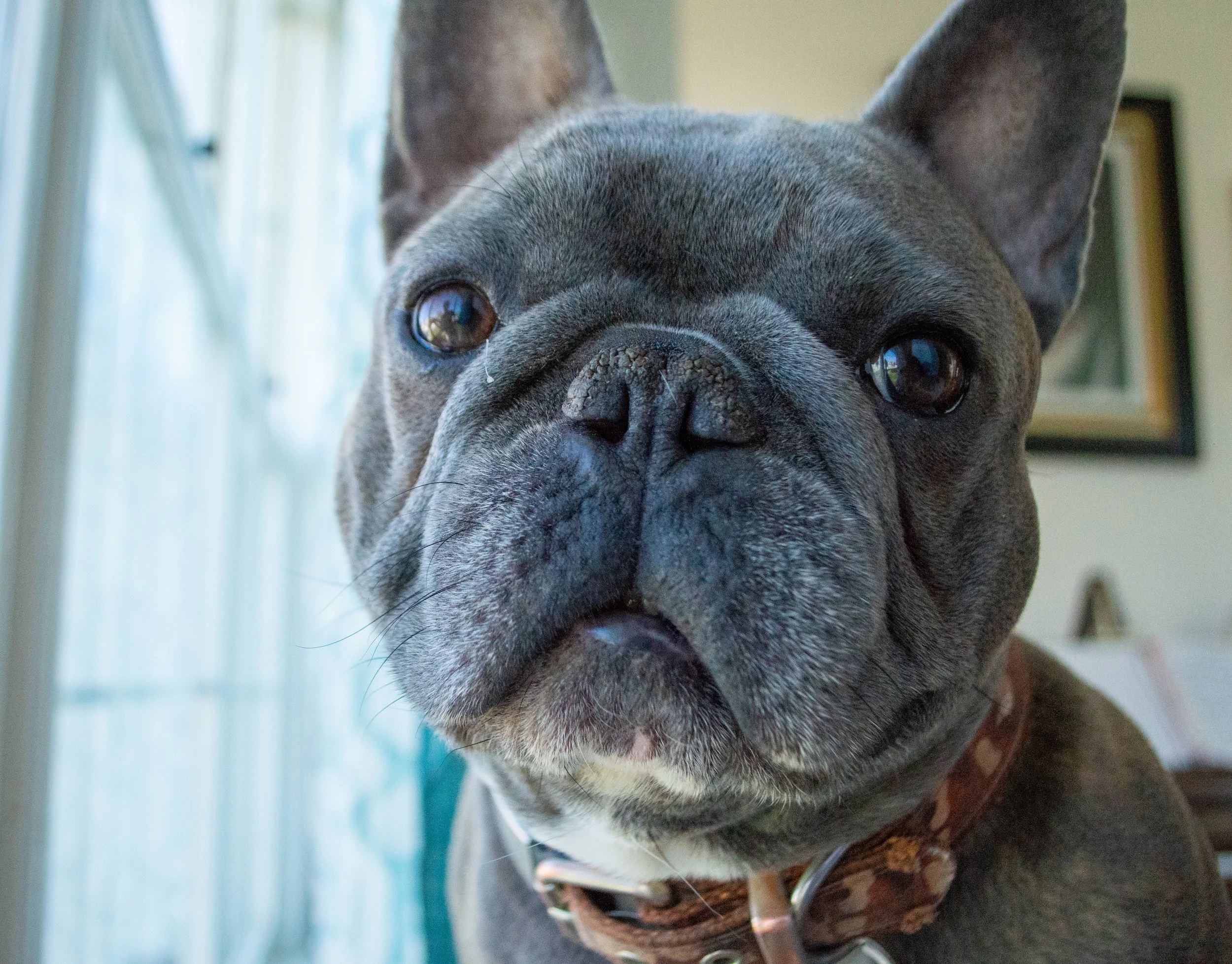 Close-up of a gray and white French Bulldog with a wrinkled face, large erect ears, and expressive eyes, indoors near a window.