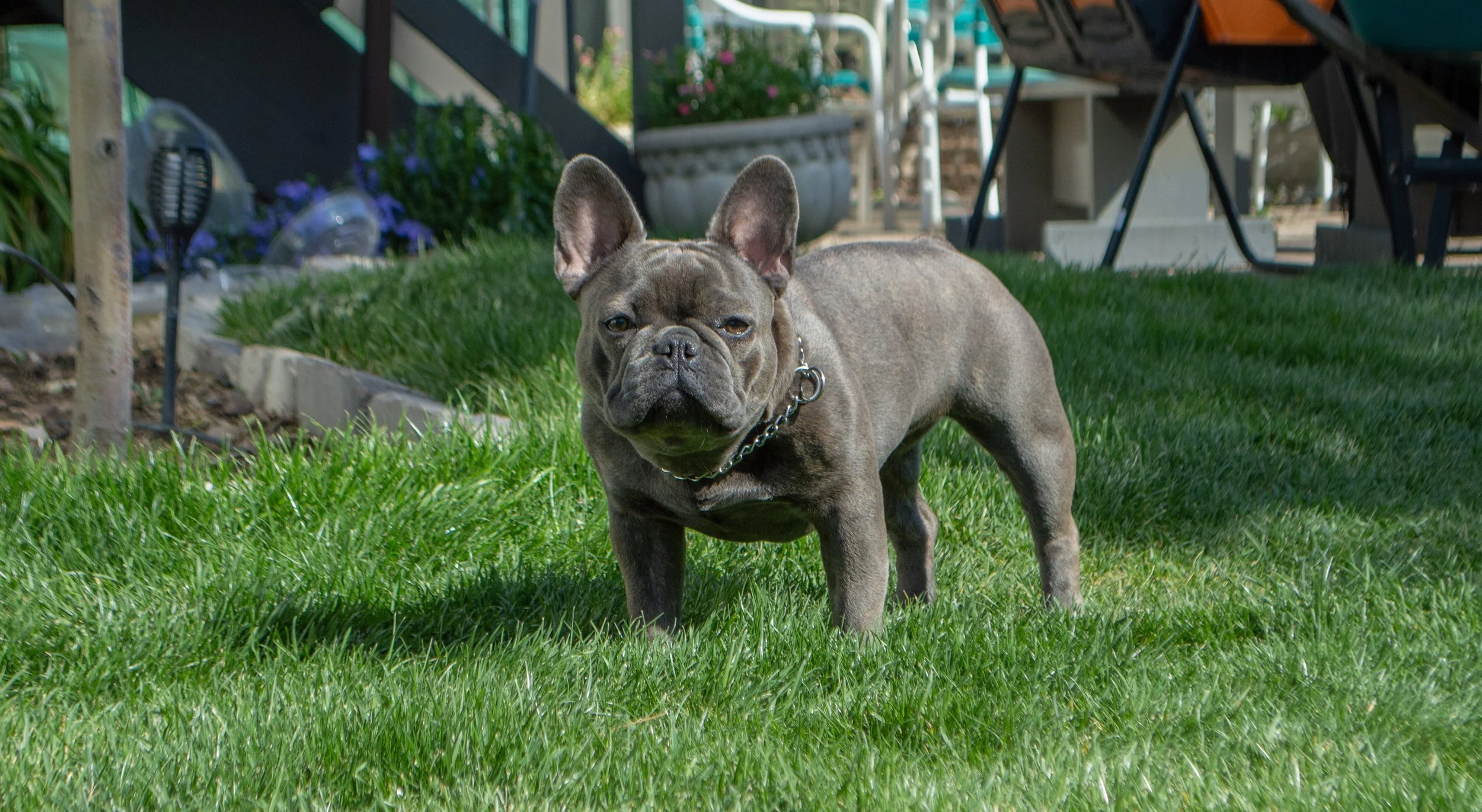 A French Bulldog standing on a grassy lawn with a chain collar around its neck, looking toward the camera, with various outdoor furniture and potted plants in the background.