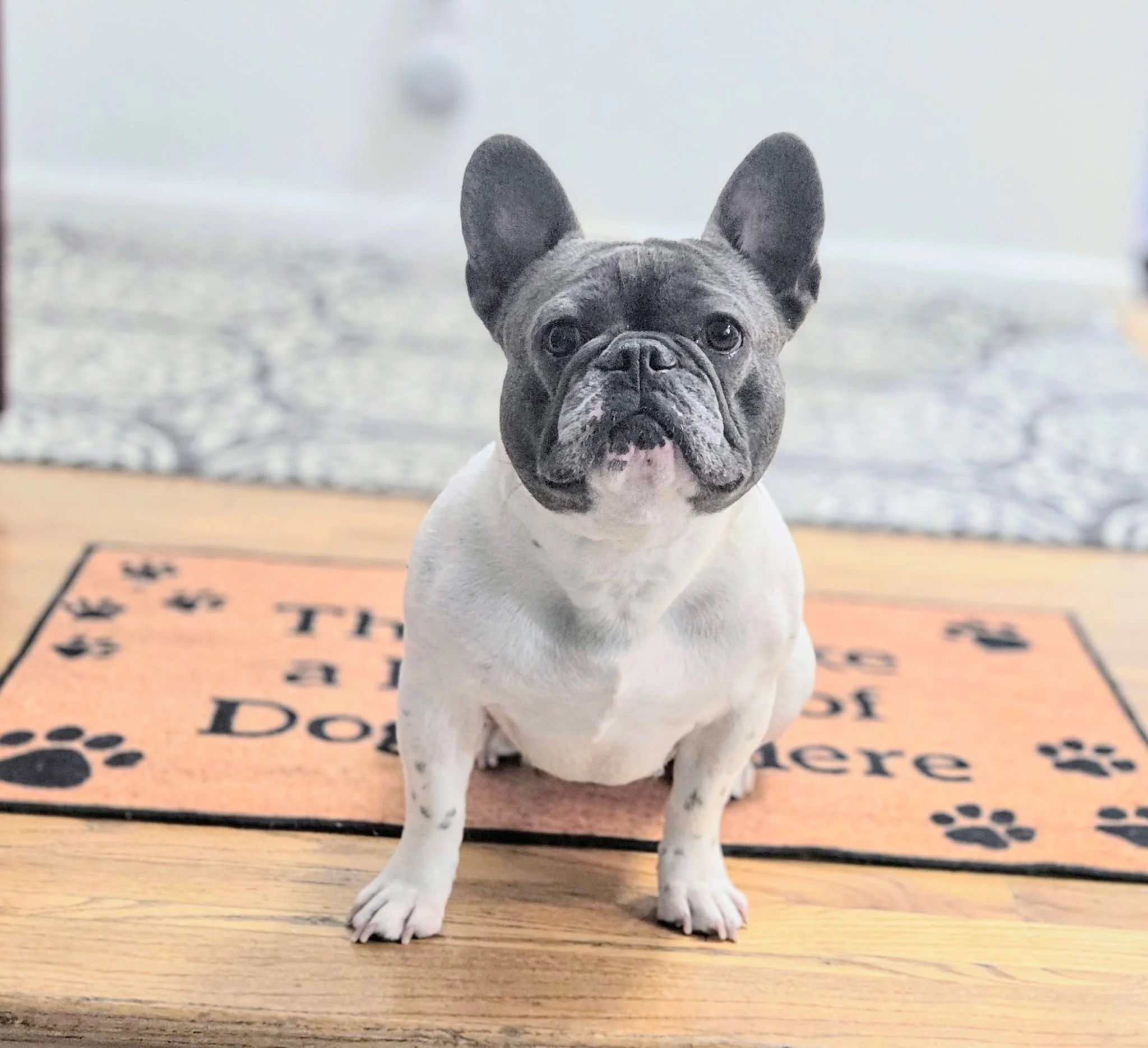A French Bulldog puppy with black and white fur standing on a wooden floor in front of a dog training mat. The background is blurred.