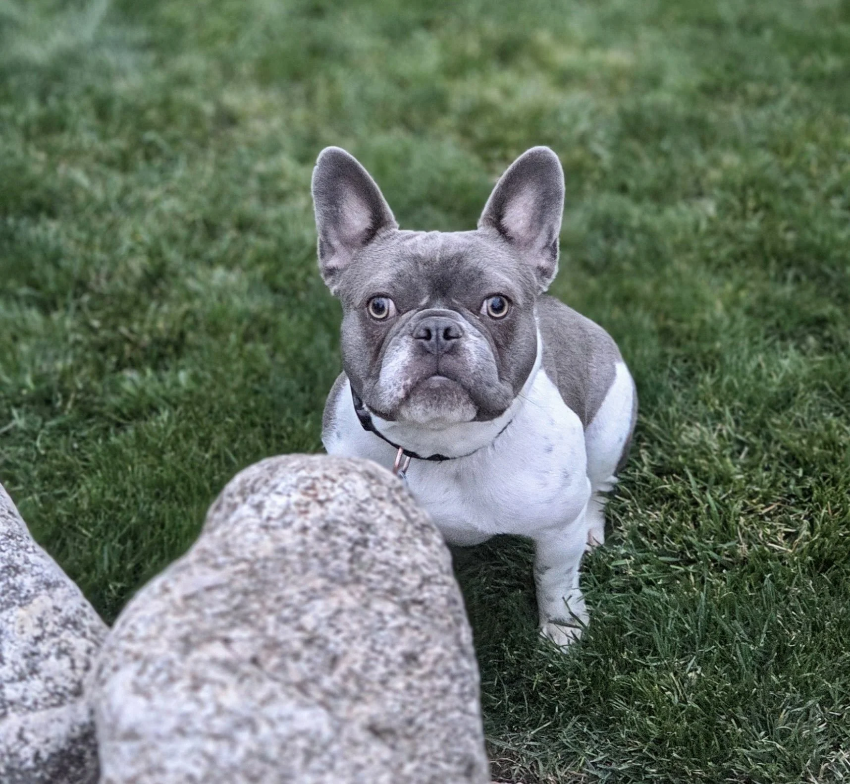 A French Bulldog with gray and white fur lying on green grass, looking directly at the camera.