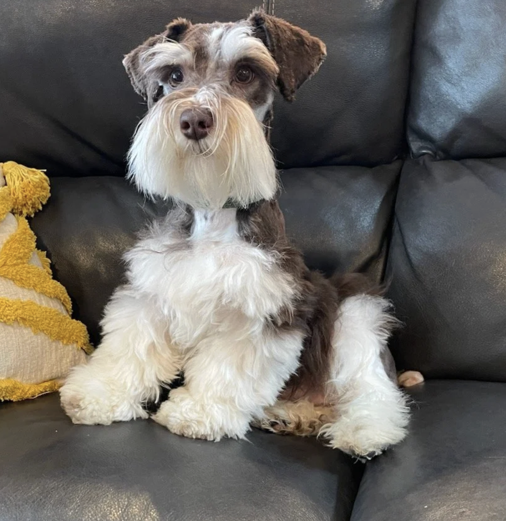 A cute dog sitting on a black leather couch with a yellow pillow nearby, looking directly at the camera.