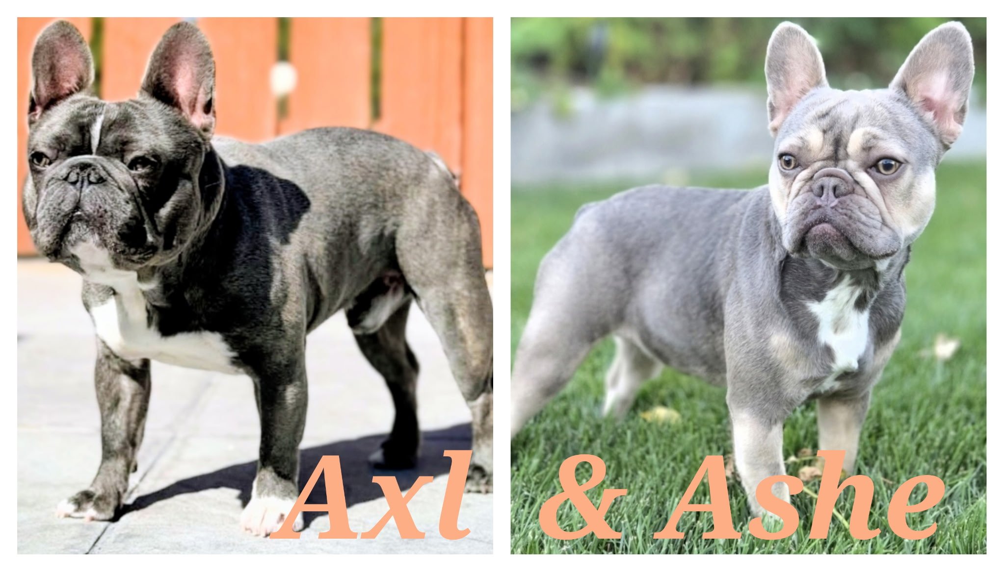 Two French Bulldogs, one black and white and one grey, standing outdoors, with the text 'Axl & Ash' overlaid on the image.