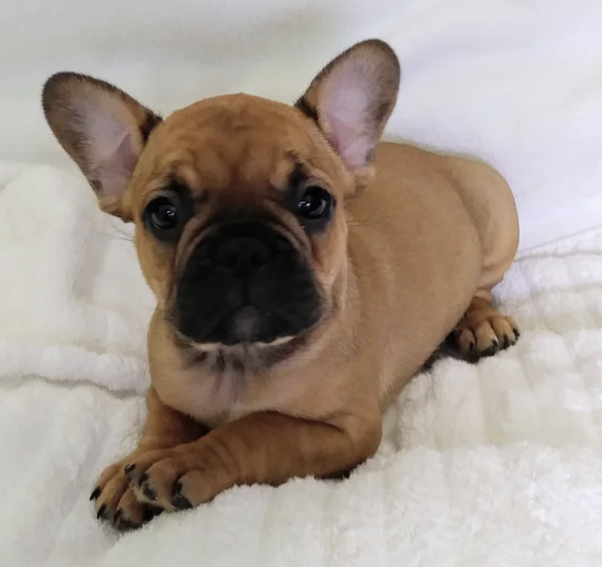 Adorable tan French Bulldog puppy with large ears lying on a soft white blanket.