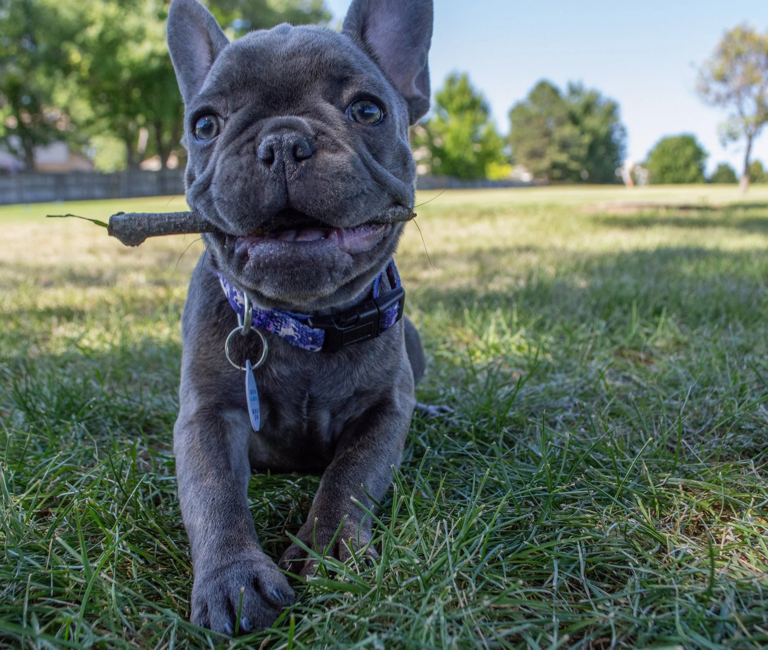 Close-up of a French Bulldog puppy outdoors on grass, holding a small stick in its mouth, with trees and a blue sky in the background.
