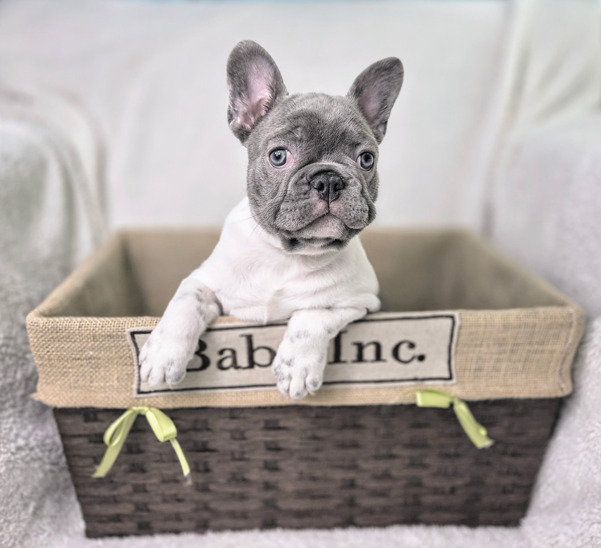 A gray French Bulldog puppy with large ears and blue eyes, sitting inside a cardboard box with a sign that reads 'Baby Inc.' in black letters and tied with green ribbons.