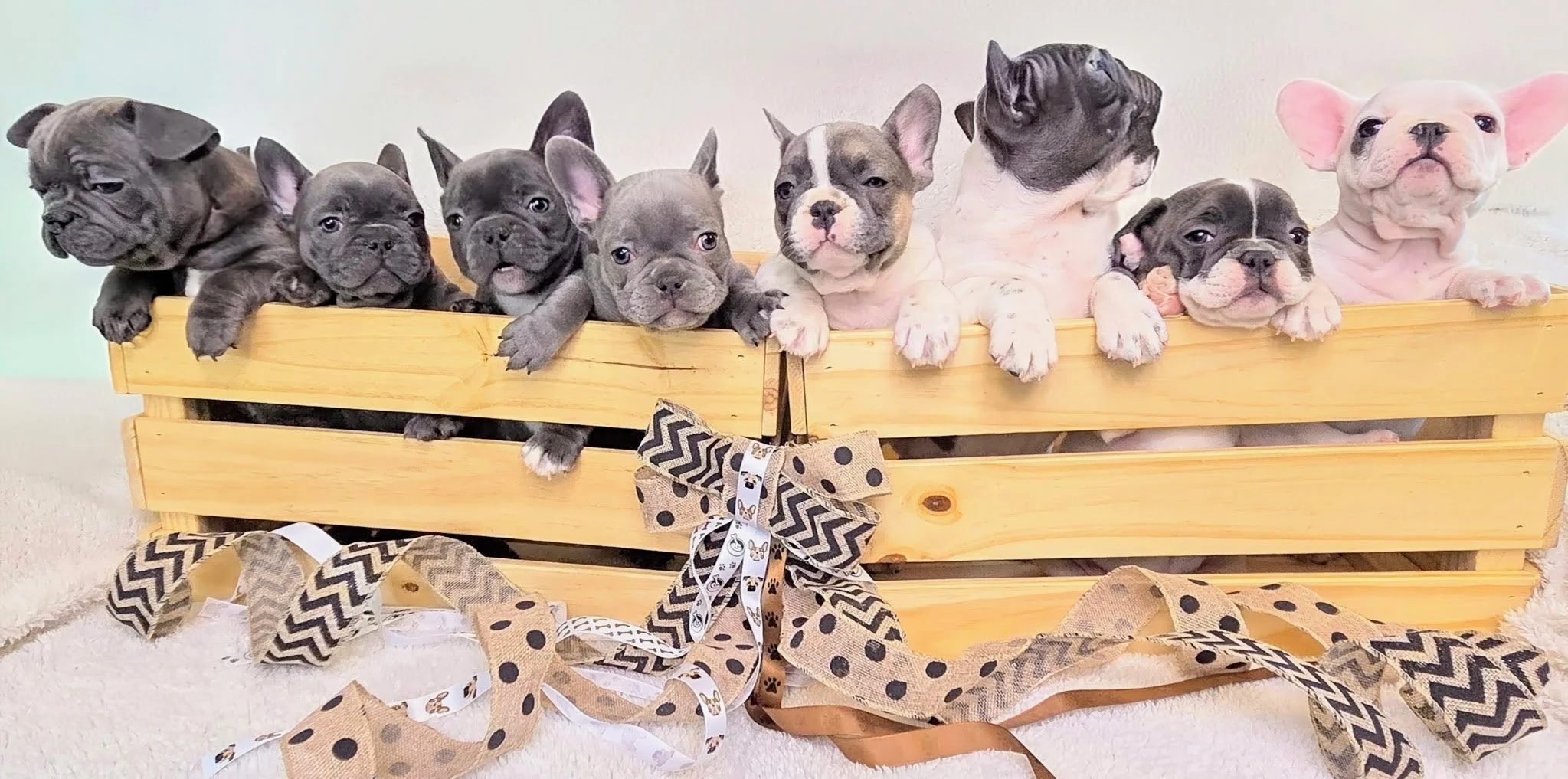 A row of ten adorable French Bulldog puppies sitting in a wooden crate decorated with ribbons and bows, with some puppies leaning over the edge.