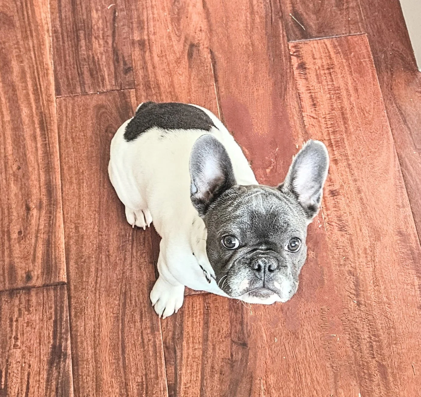 A French Bulldog puppy with a brindle and white coat sitting on a reddish-brown wooden floor looking up at the camera.