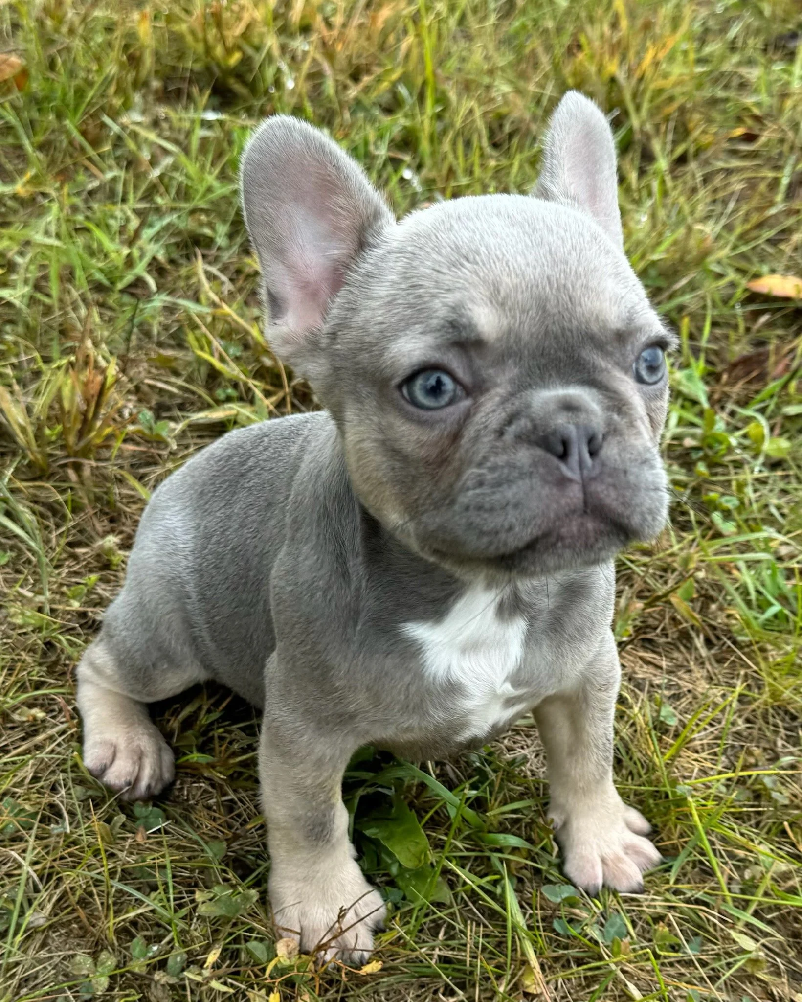 A cute gray French Bulldog puppy with blue eyes sitting on grass and looking at the camera.