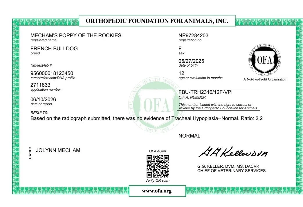 Veterinary certificate for a French Bulldog named Mecham's Poppy of the Rockies, showing no evidence of Tracheal Hypoplasia, issued by the Orthopedic Foundation for Animals.